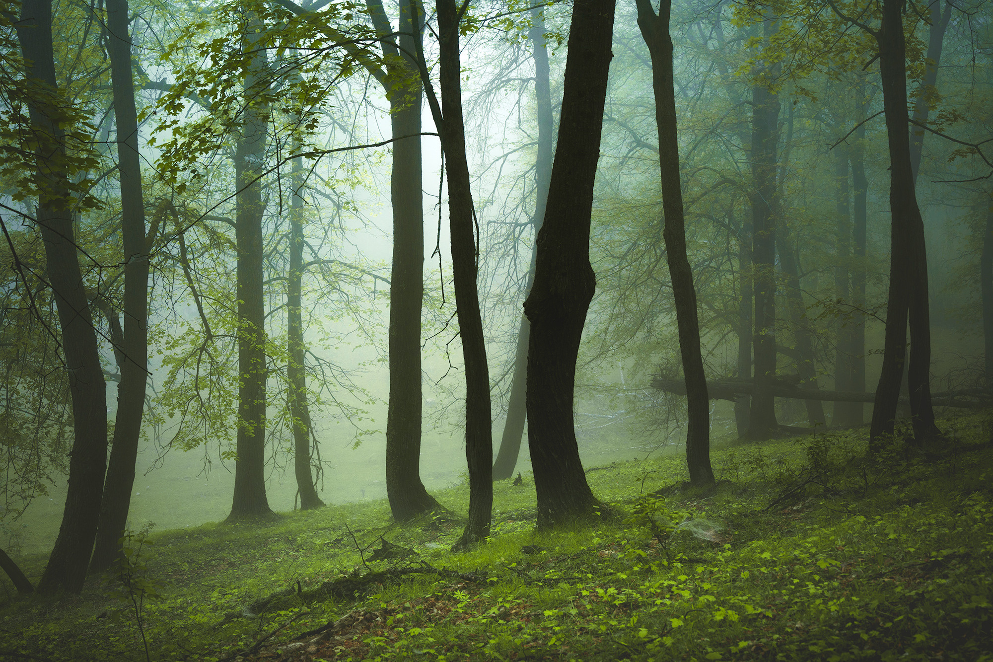 Лето, лес, деревья…. Пейзажный фотограф Руслан Лукманов