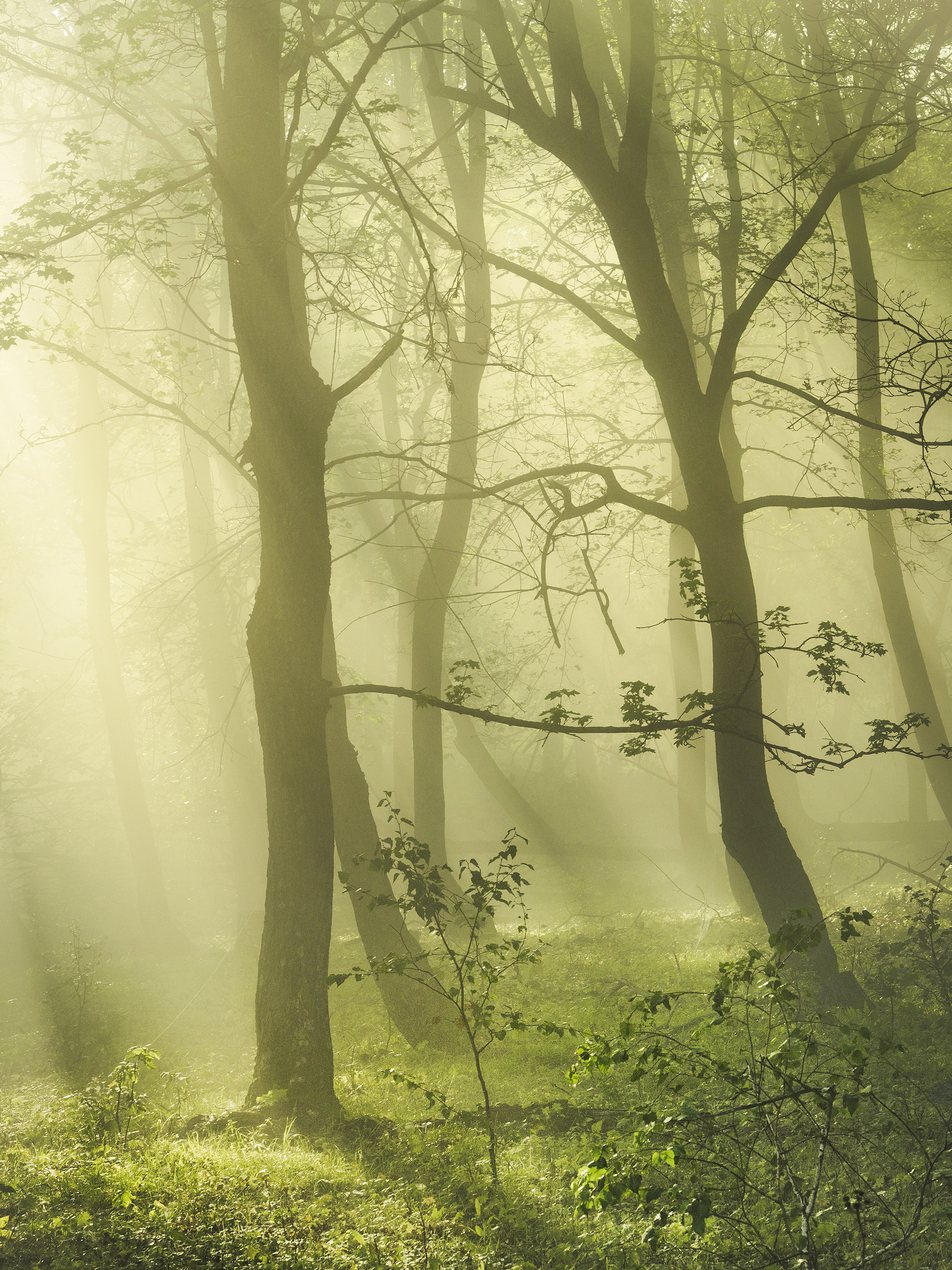 Лето, лес, деревья…. Пейзажный фотограф Руслан Лукманов