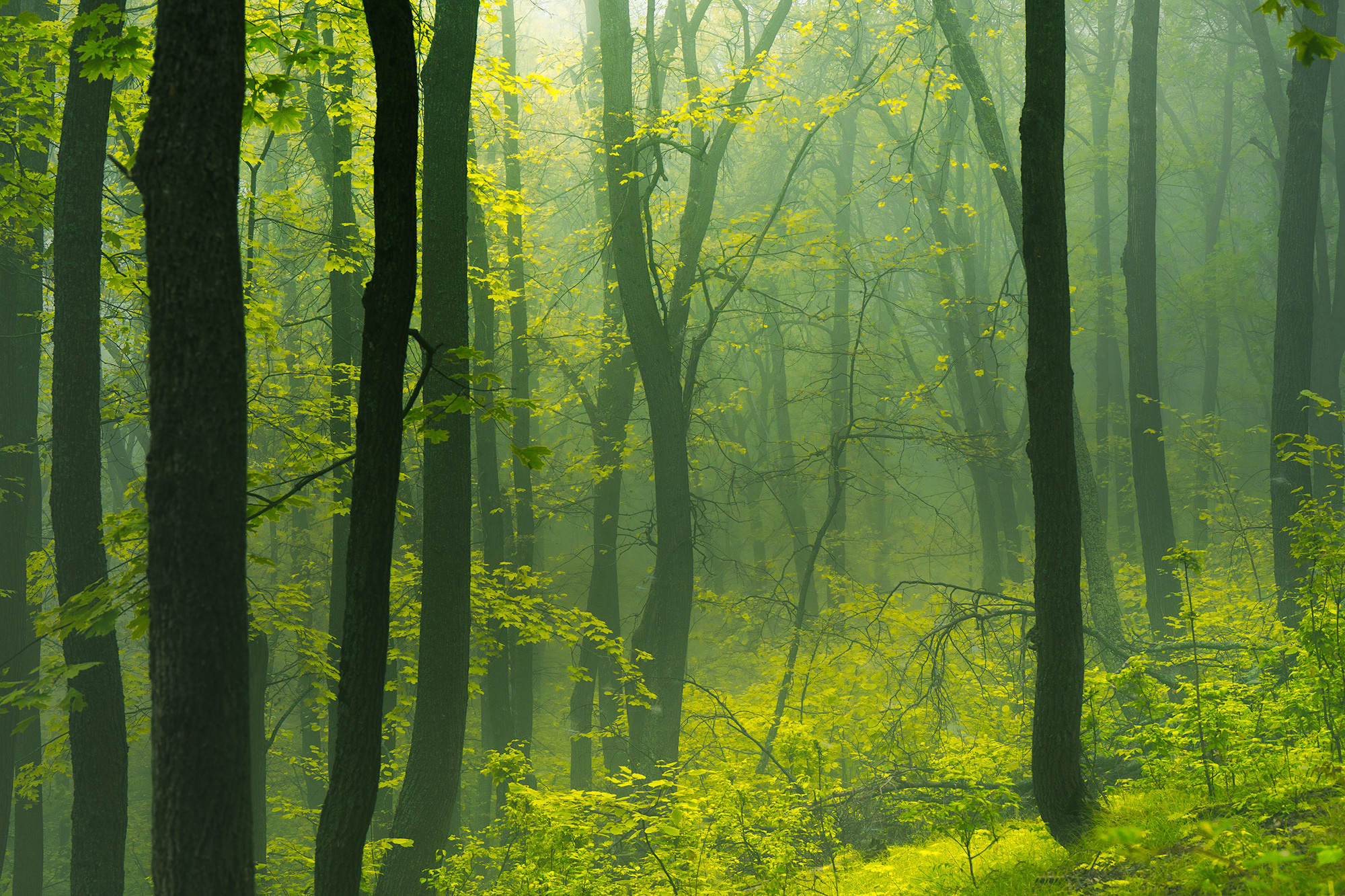 Лето, лес, деревья…. Пейзажный фотограф Руслан Лукманов