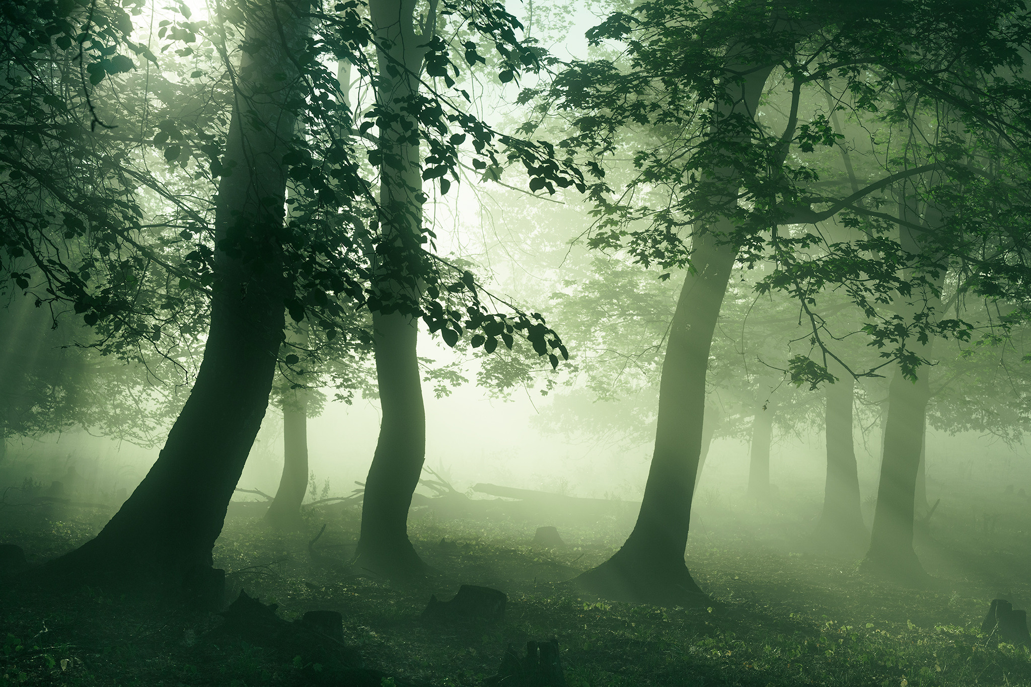 Лето, лес, деревья…. Пейзажный фотограф Руслан Лукманов