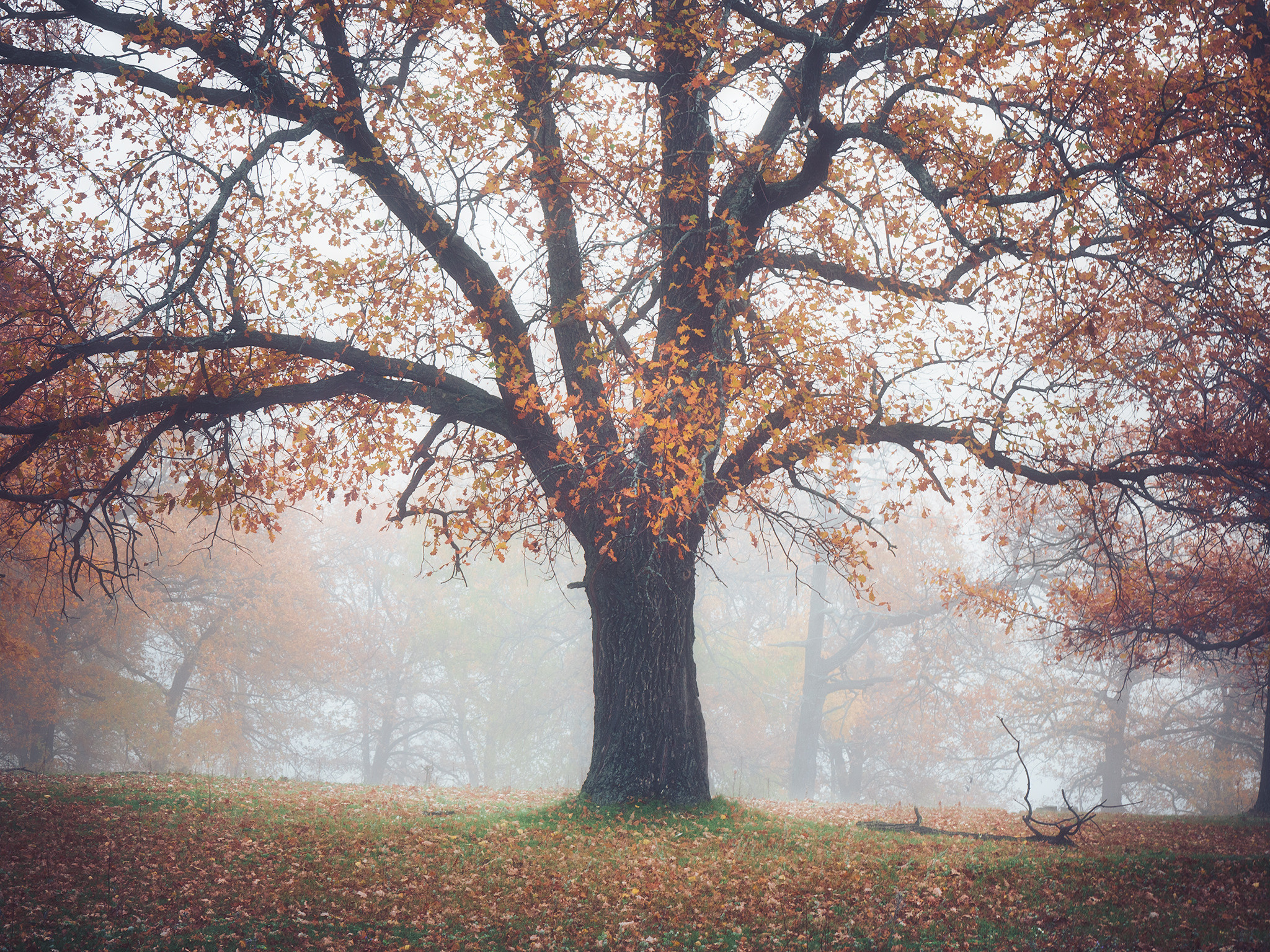 Лето, лес, деревья…. Пейзажный фотограф Руслан Лукманов