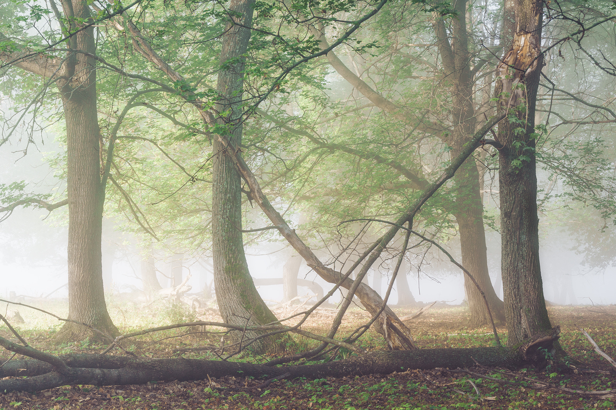 Лето, лес, деревья…. Пейзажный фотограф Руслан Лукманов