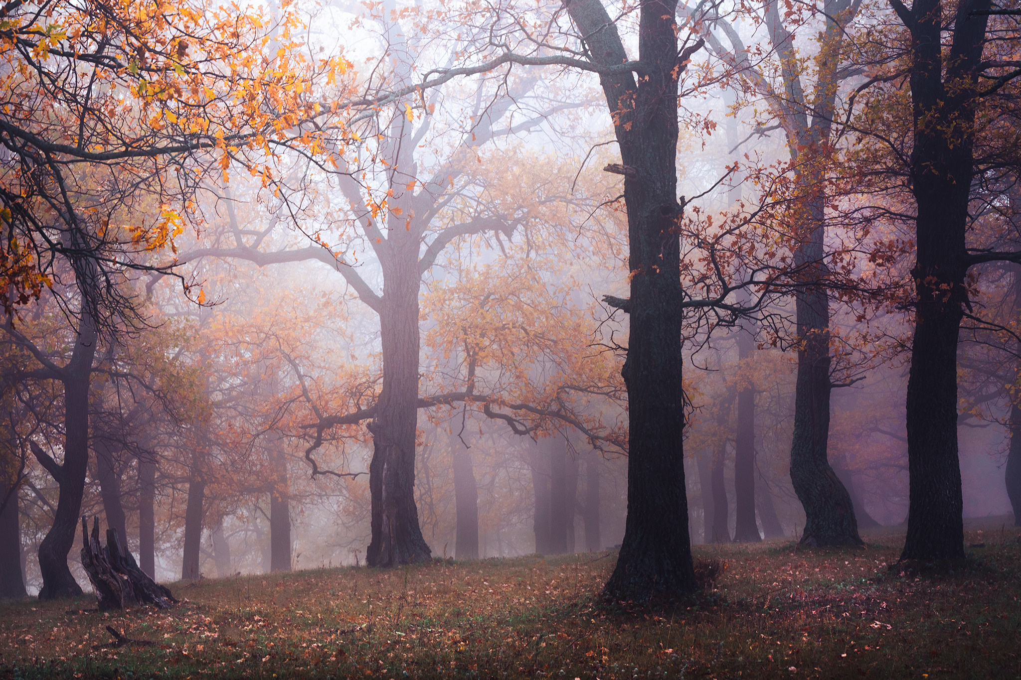 Лето, лес, деревья…. Пейзажный фотограф Руслан Лукманов