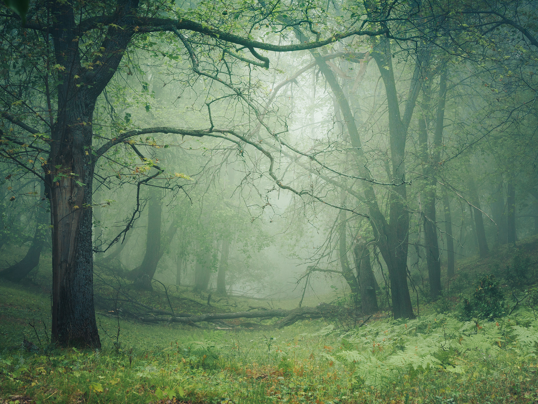 Лето, лес, деревья…. Пейзажный фотограф Руслан Лукманов