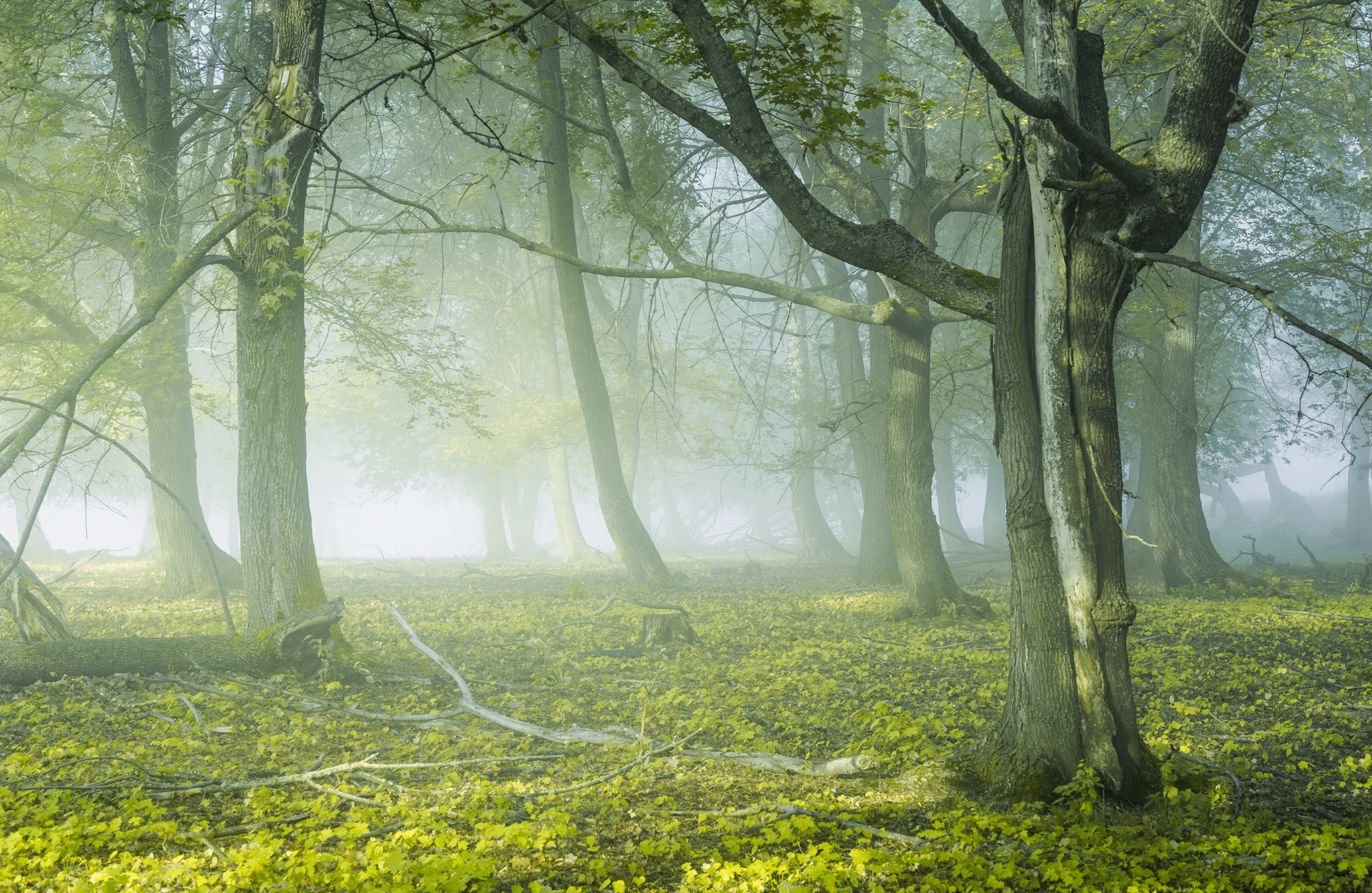 Лето, лес, деревья…. Пейзажный фотограф Руслан Лукманов