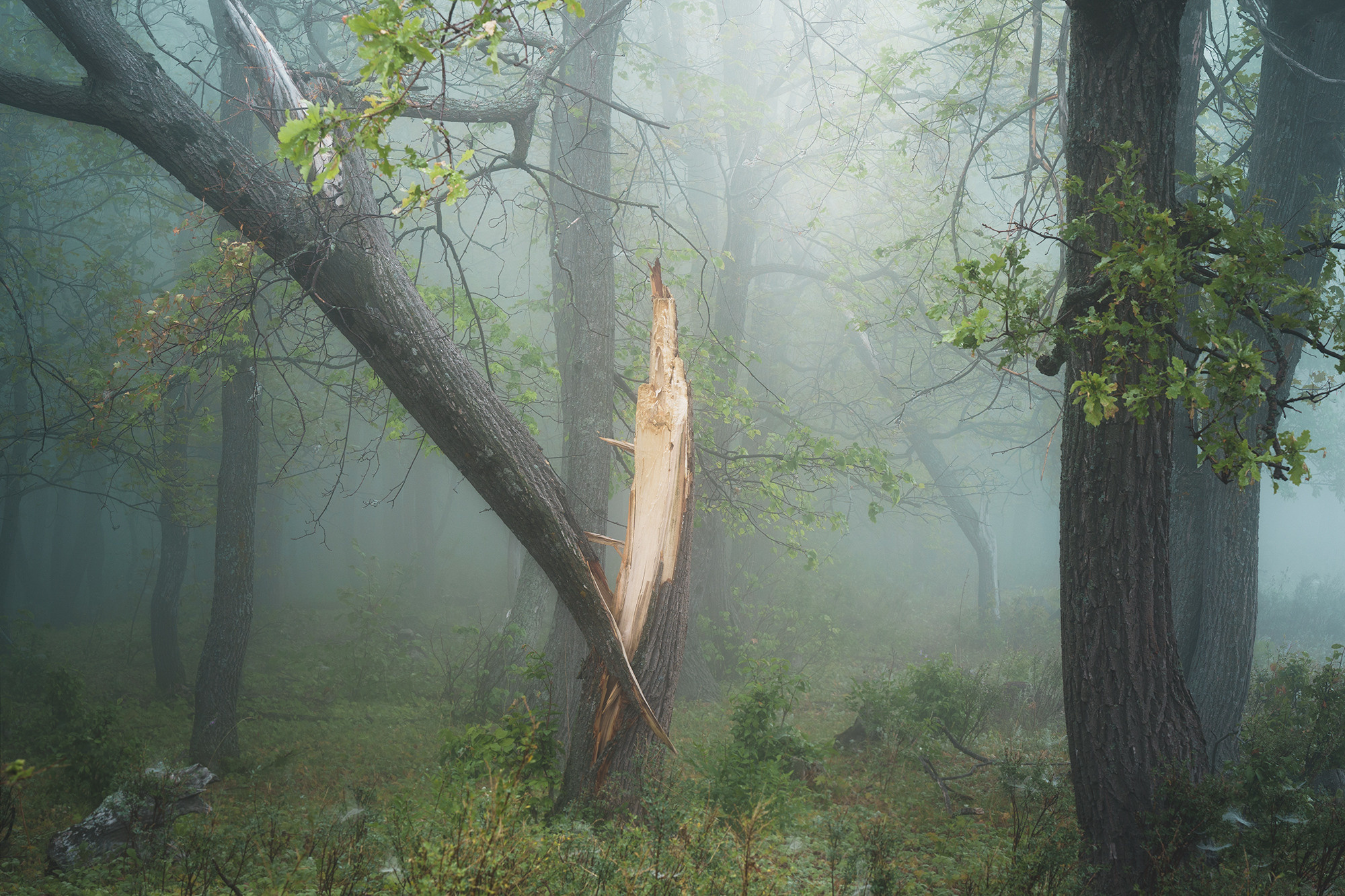 Лето, лес, деревья…. Пейзажный фотограф Руслан Лукманов