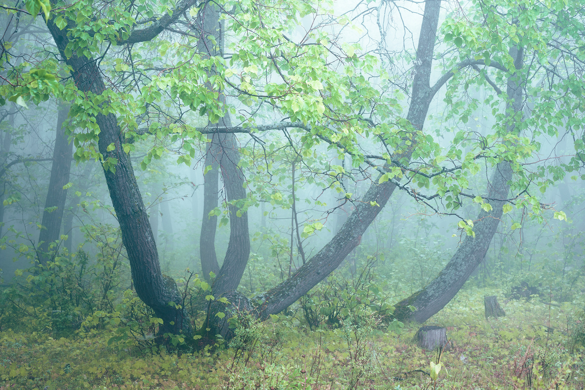 Лето, лес, деревья…. Пейзажный фотограф Руслан Лукманов
