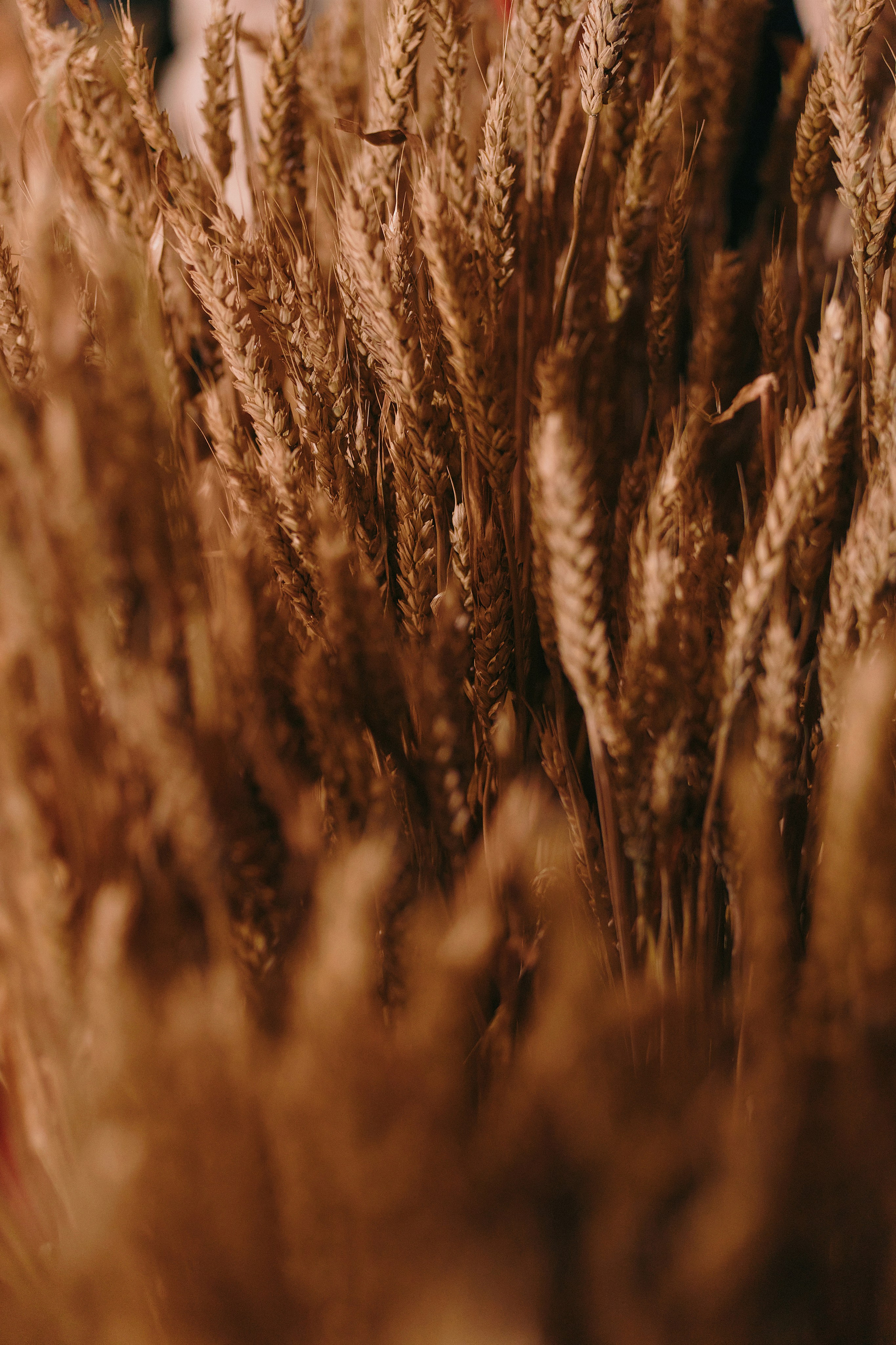 Юбилей Рассвет. Свадебный фотограф в Ростовe-на-Дону Анастасия Прутова