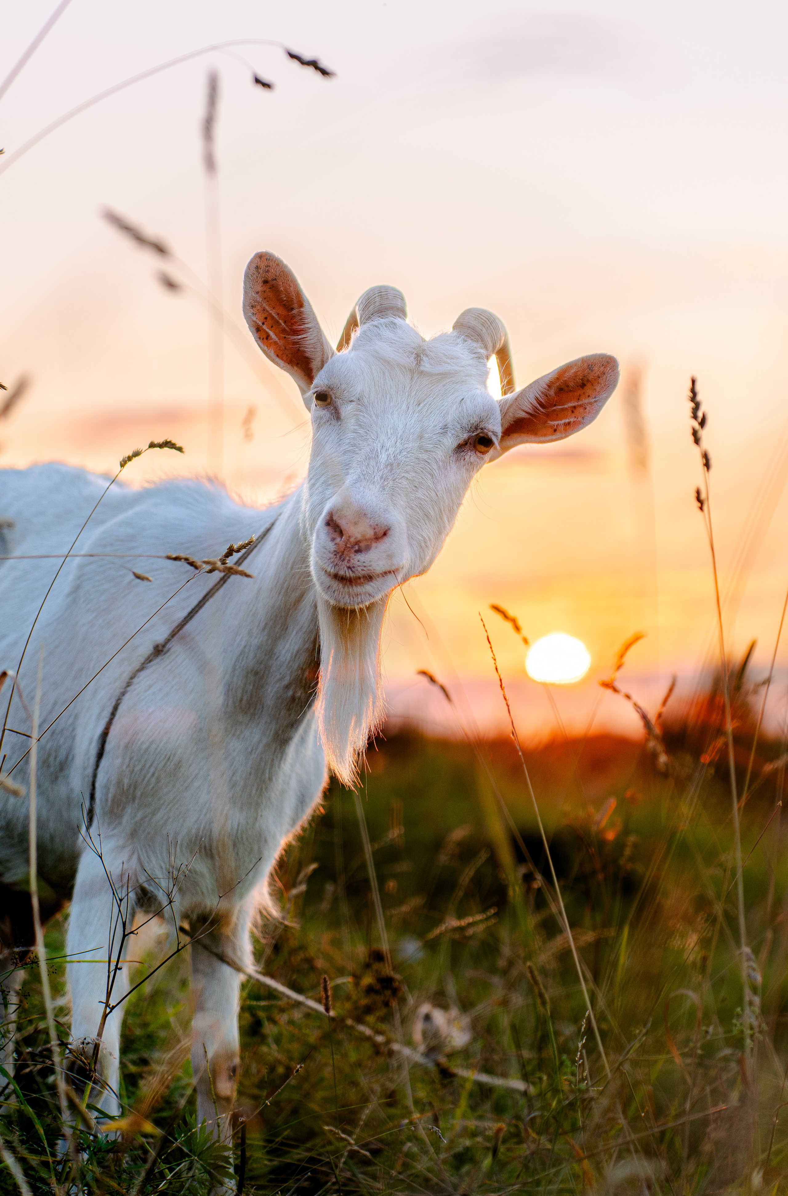 Animals. Arseny Sapelkin