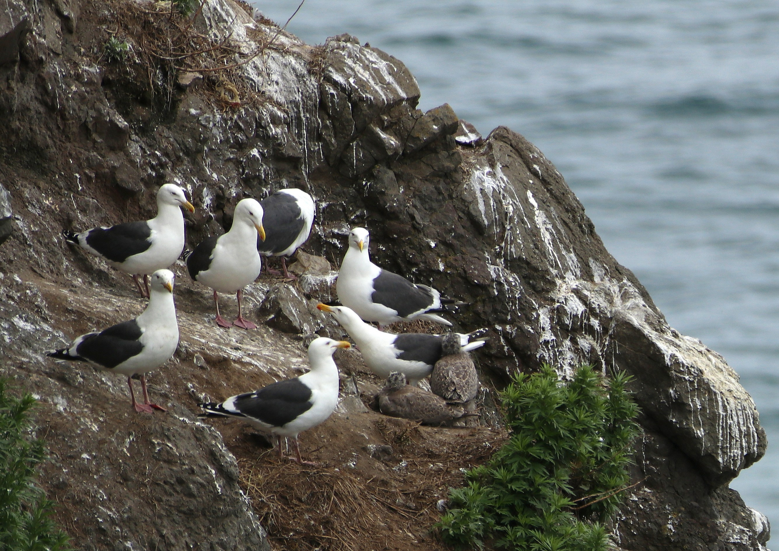 Камчатка и о. Парамушир. Июль 2024. Путешественник-фотограф из Санкт-Петербурга Татьяна Свистулина