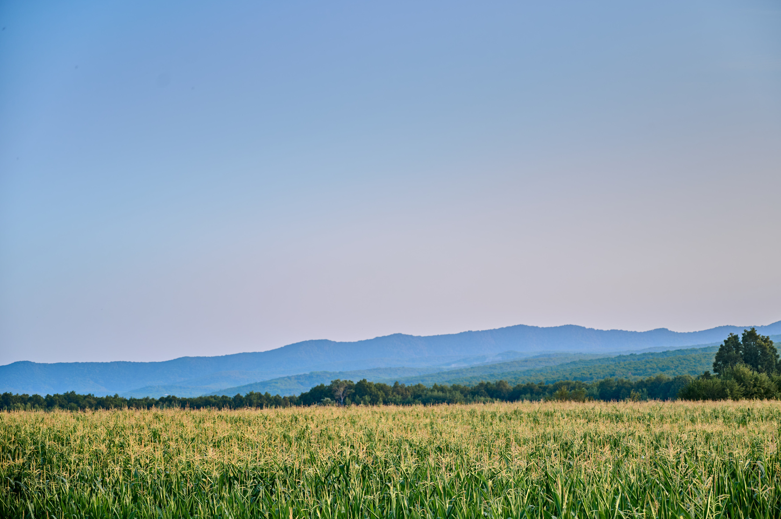 Василий и Анна. Свадебный, семейный фотограф в Краснодаре