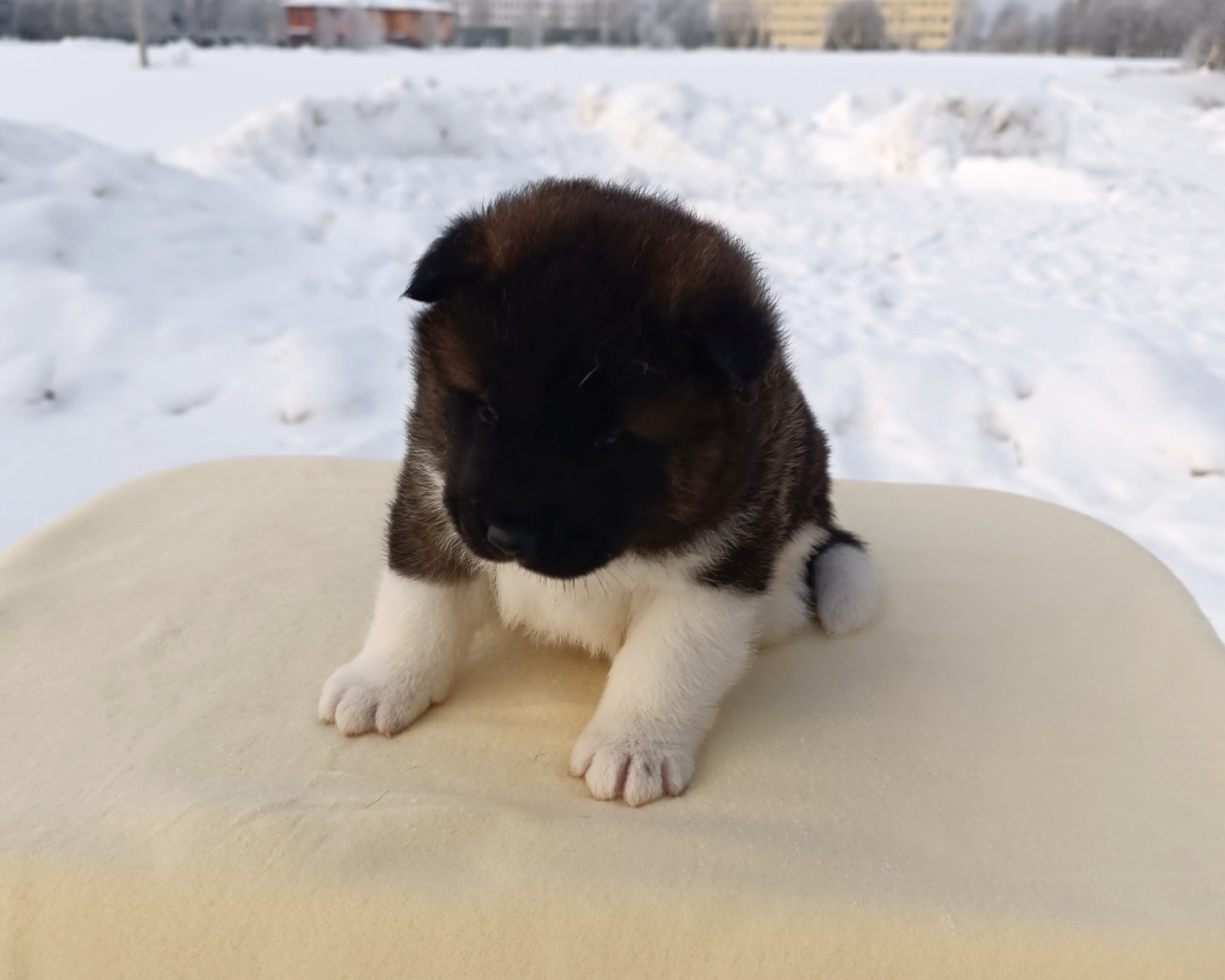 Rubylight Ctsar'. Американская акита I Сиба ину I Питомник RUBYLIGHT