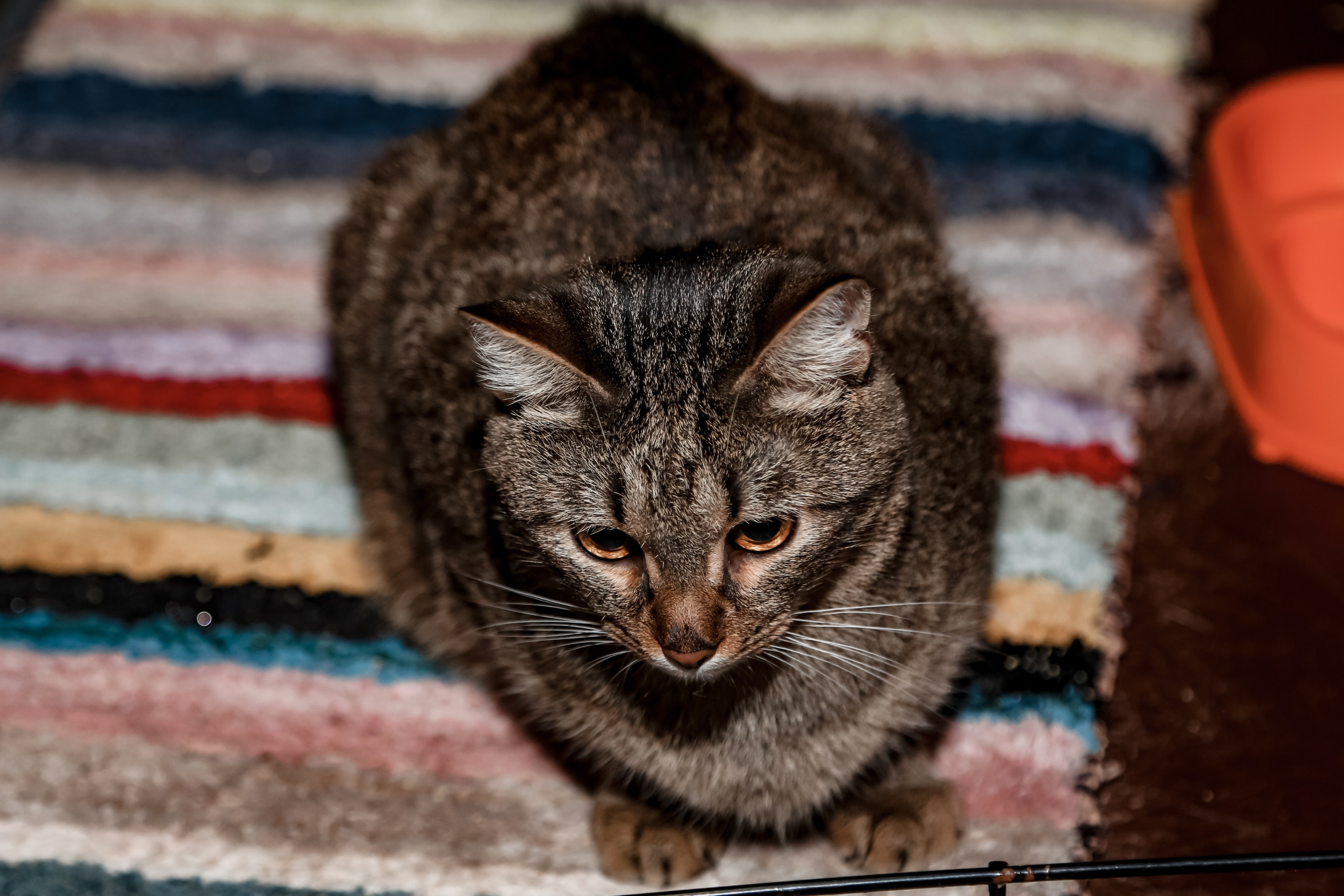 Приют Кошкин Дом Филимоша. Ваш фотограф в Оренбурге Рощупкина Екатерина
