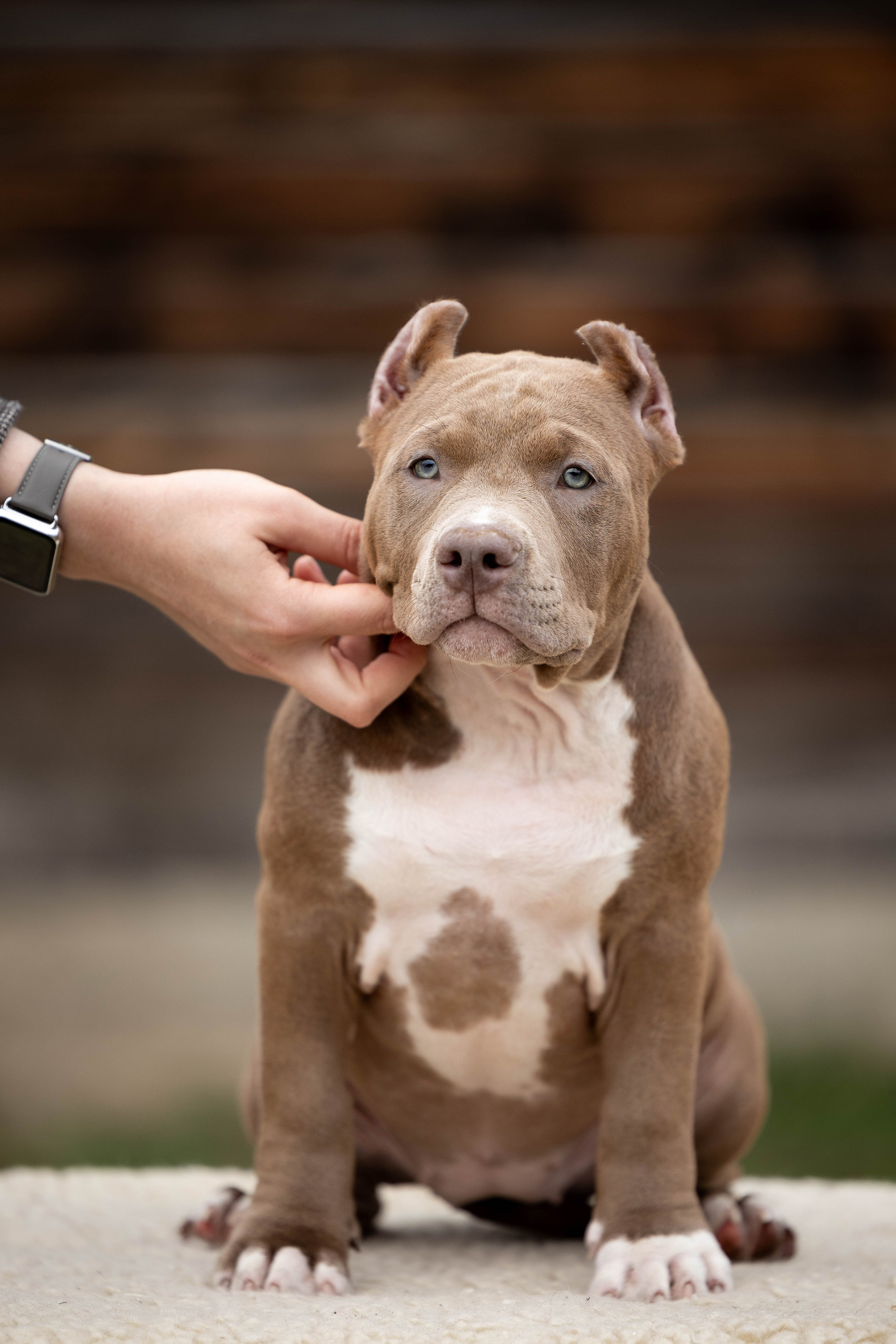 И снова булляшики. Фотограф Анималист в Перми Анастасия Остерман