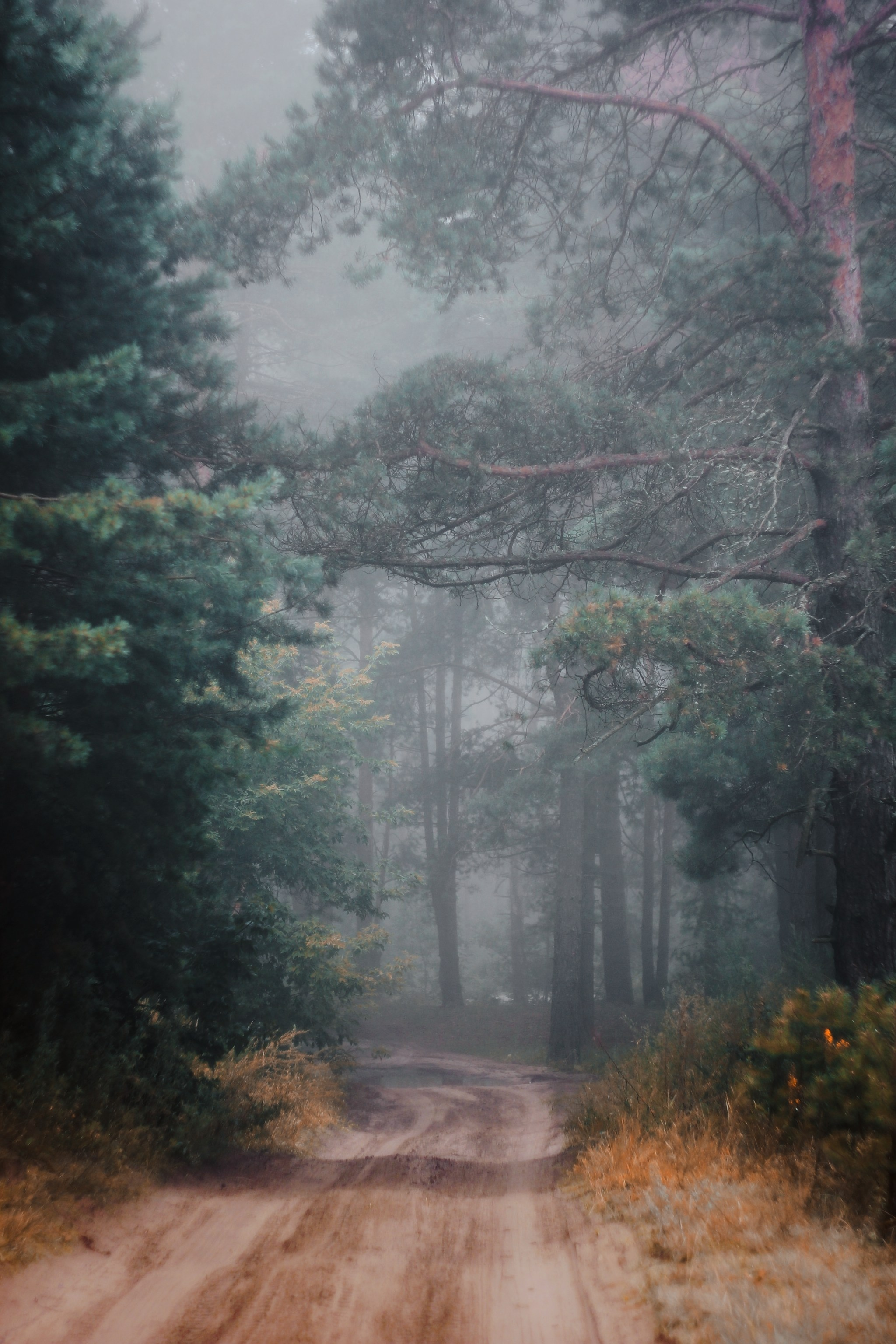 Меланхолия августа. С любовью, фотохудожник