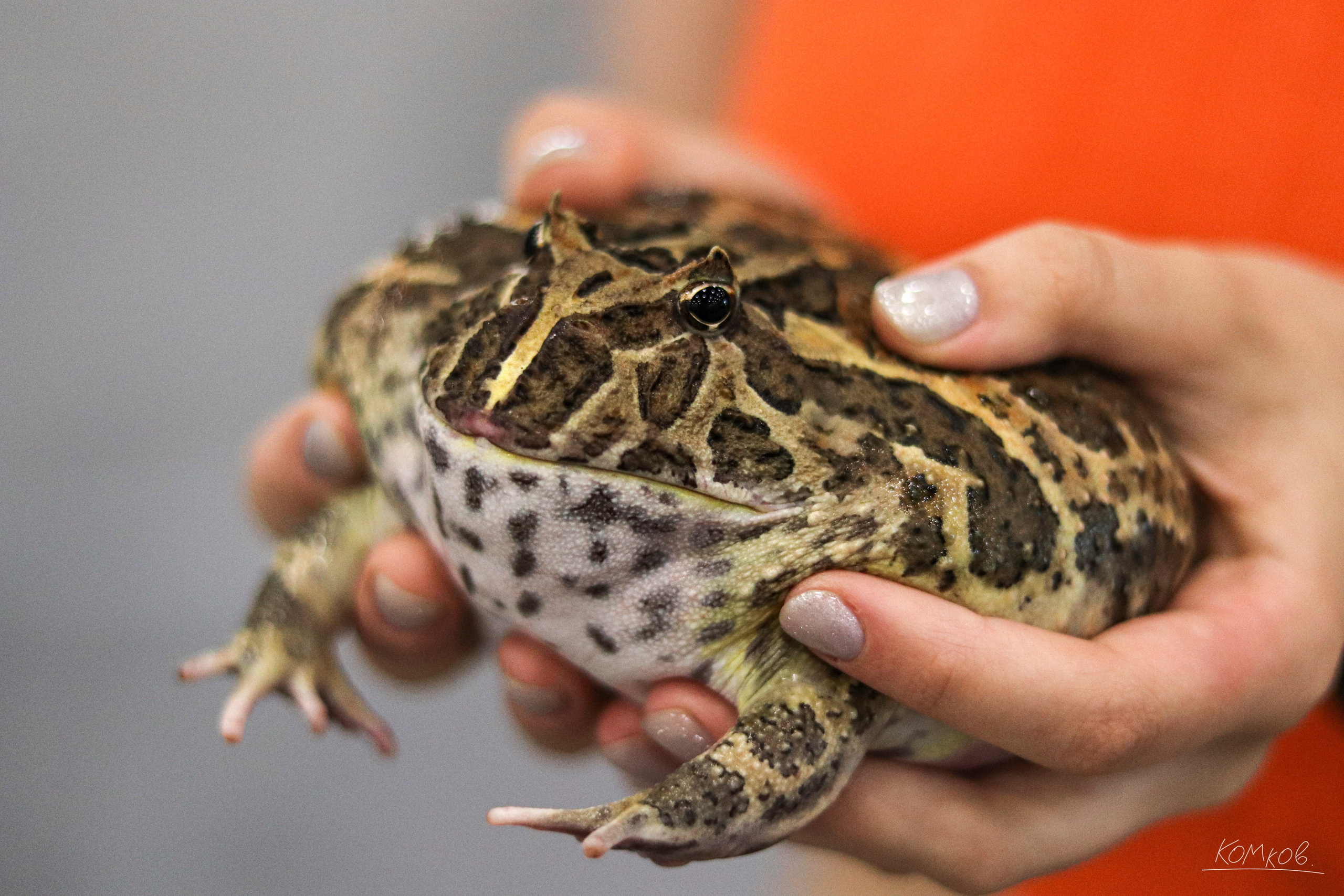 ЗооШоу. Ивентный фотограф в Санкт-Петербурге Олег Комков