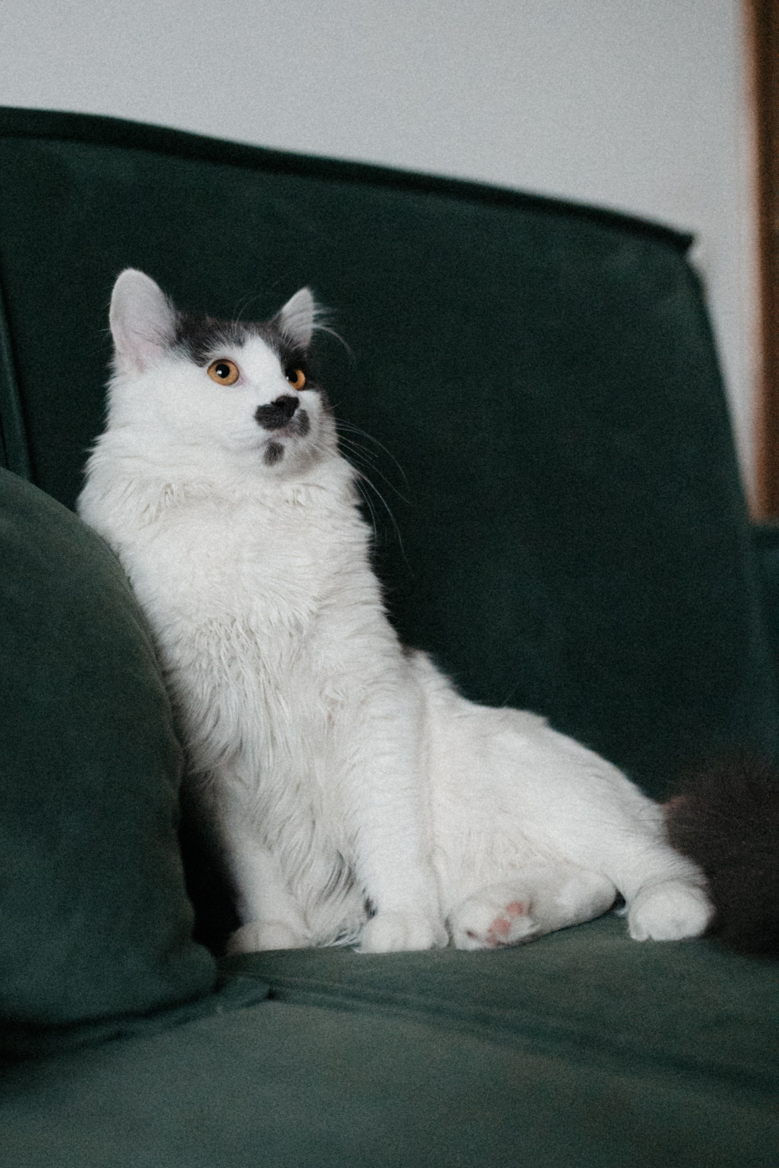 Оля и её меховая банда. Фотограф анималист в Москве Ольга Агушева