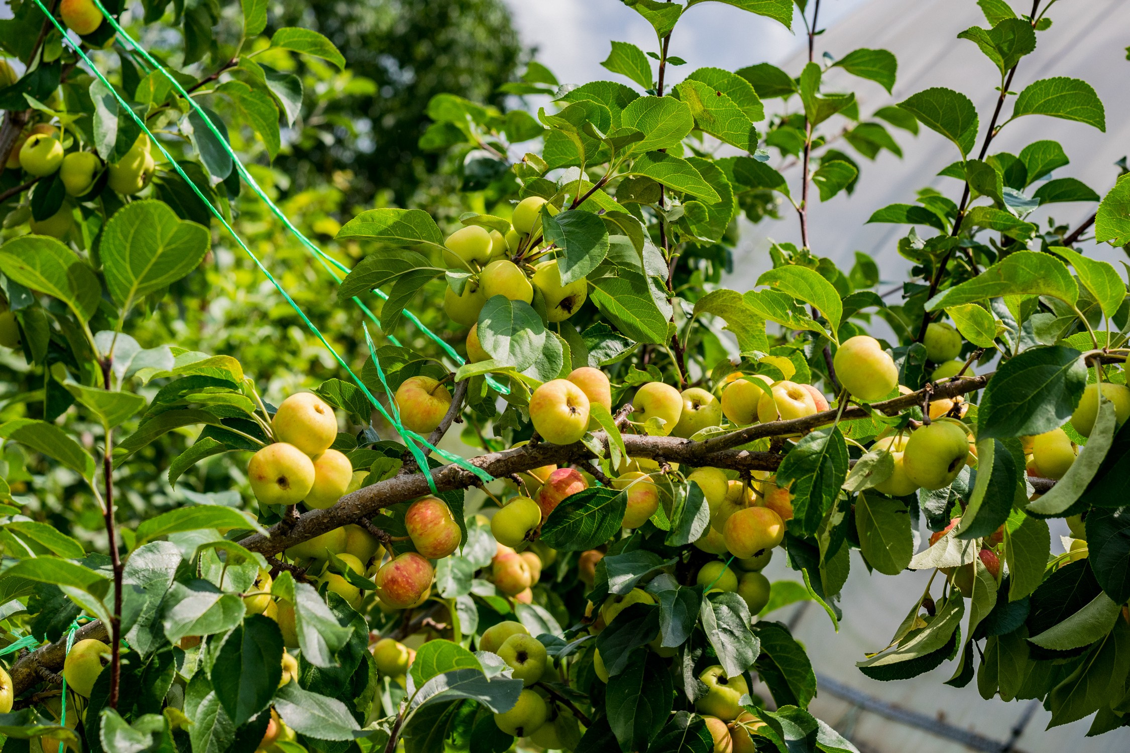Антон Курдюмов фотограф в Хабаровске Рина Курдюмова фото27 foto27 Антон Дорофеев репортажный репортаж документалист Тони и Рина фотосоздатели Виноградники Хехцир 2024 Хабаровск виноград дикий фермер фермерство дачный сезон