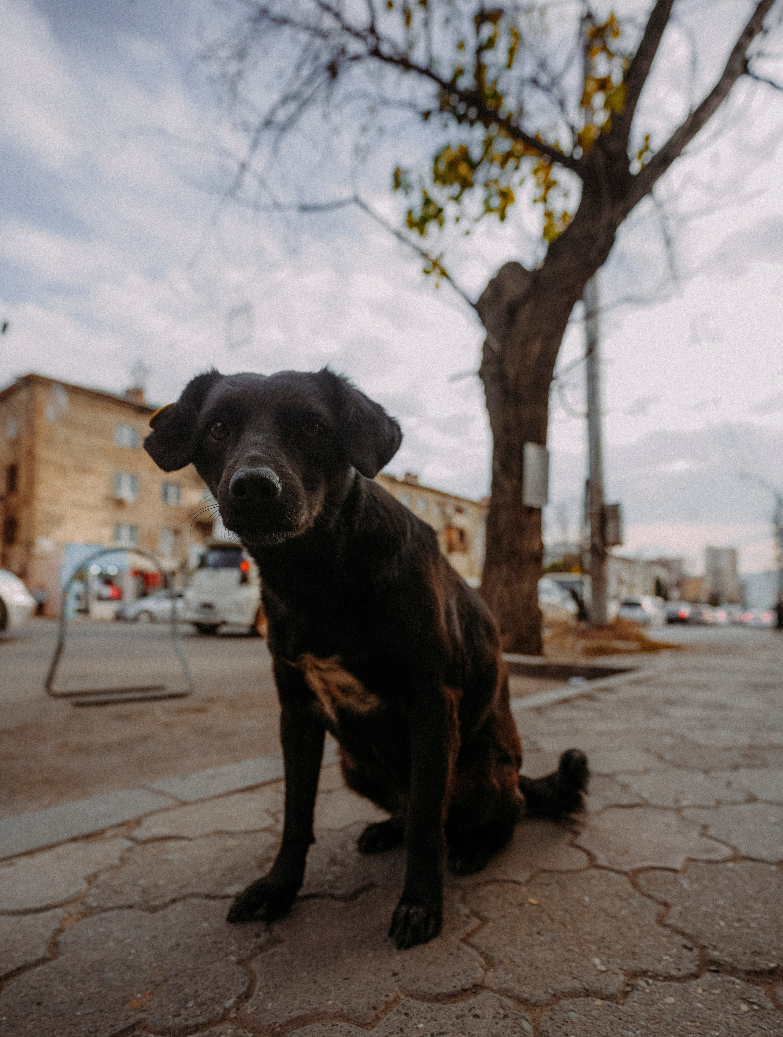 ТБИЛИСИ 2023-2024. Стрит-фотография, полная абсурда, идиотизма и красоты