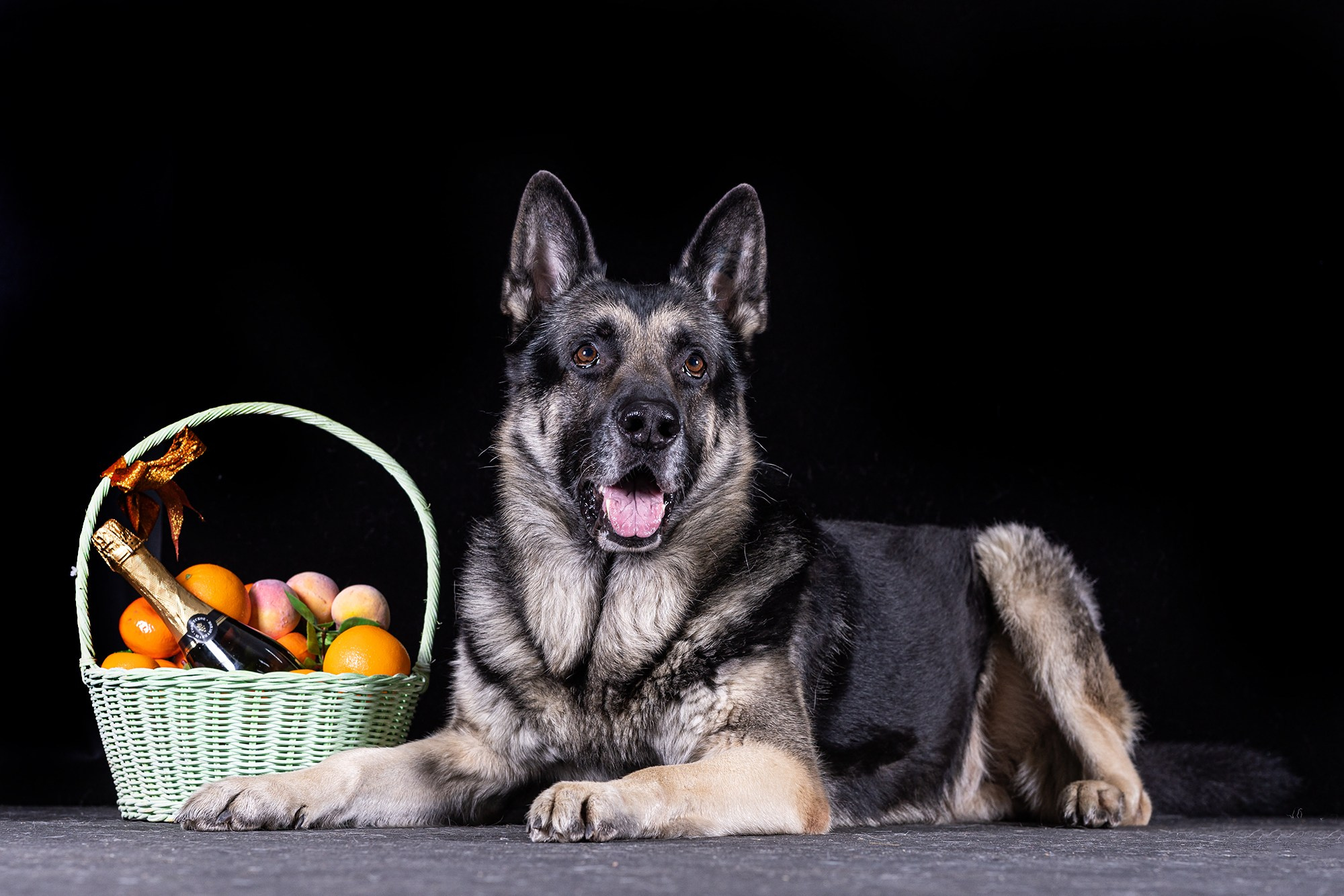 НА ЧЕРНОМ. Борис Артамонов фотограф — анималист. Москва