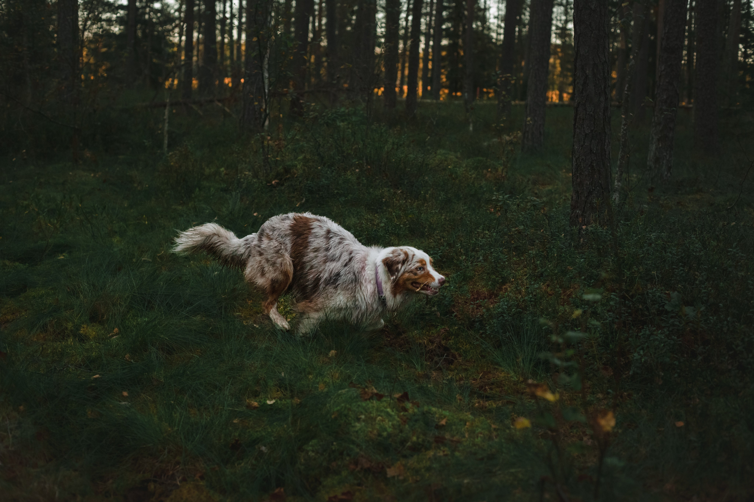Фотопрогулка в Ленобласти. Фотограф-анималист Татьяна Степанова
