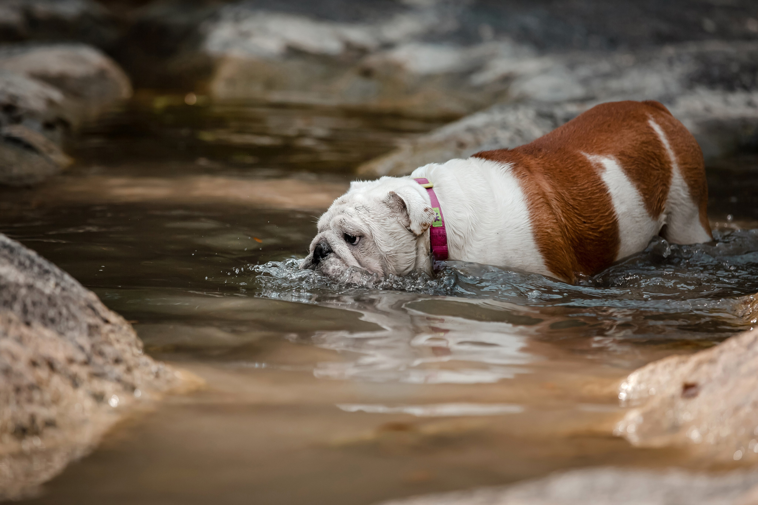 Фотосессия английского бульдога на речке. Фотограф-анималист в Краснодаре Маша Мельникова