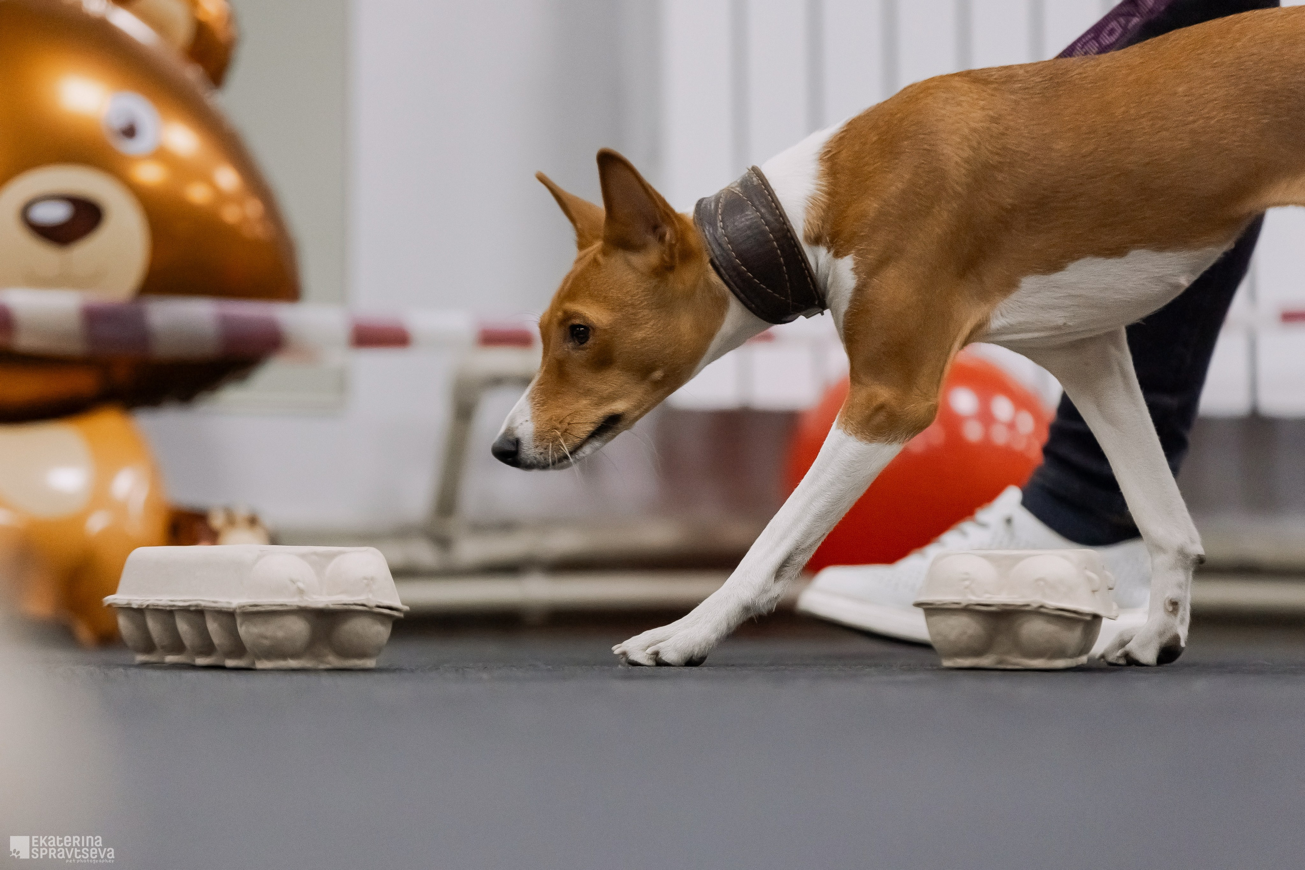 Праздник NoseWork. Фотограф Анималист Екатерина Справцева в Нижнем Новгороде