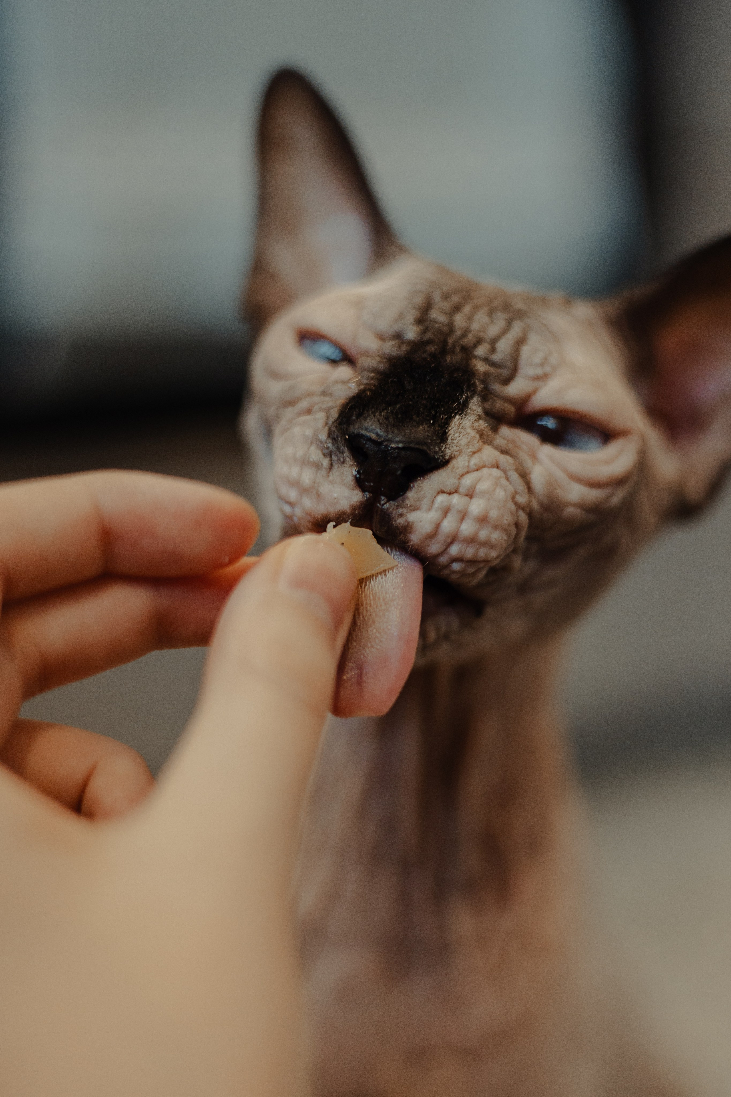 Алина, Илья и их хвосты. Фотограф Анималист Екатерина Справцева в Нижнем Новгороде