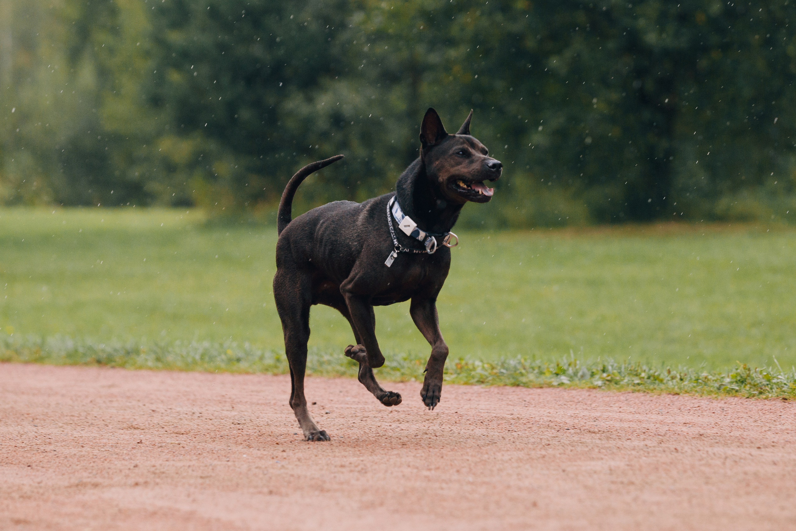 Рэкс, Лена и Вова в Мещерском. Фотограф анималист Кристина Карпова, Москва