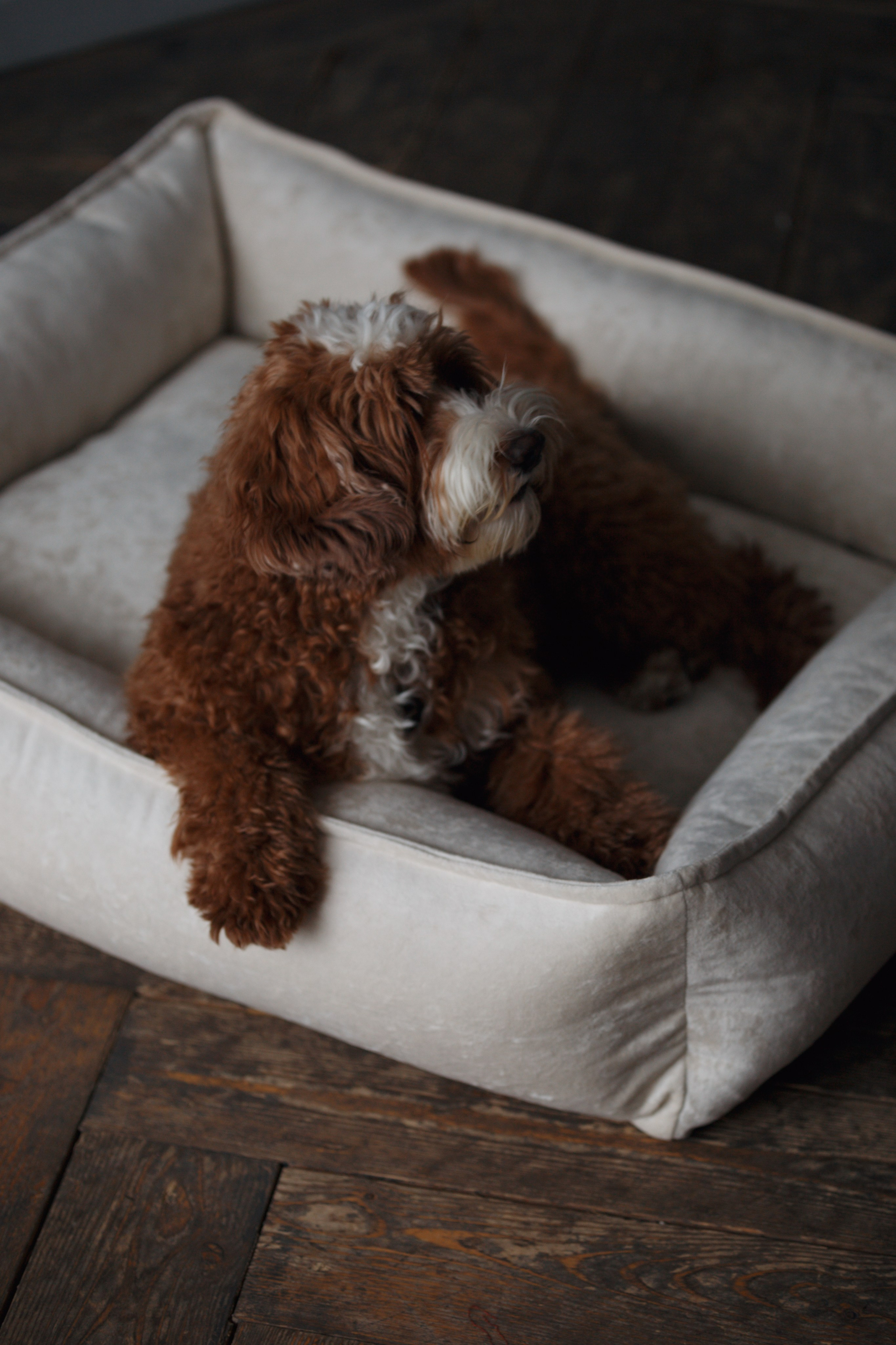 Bmbh лежанки и адресники. Фотограф анималист Кристина Карпова, Москва