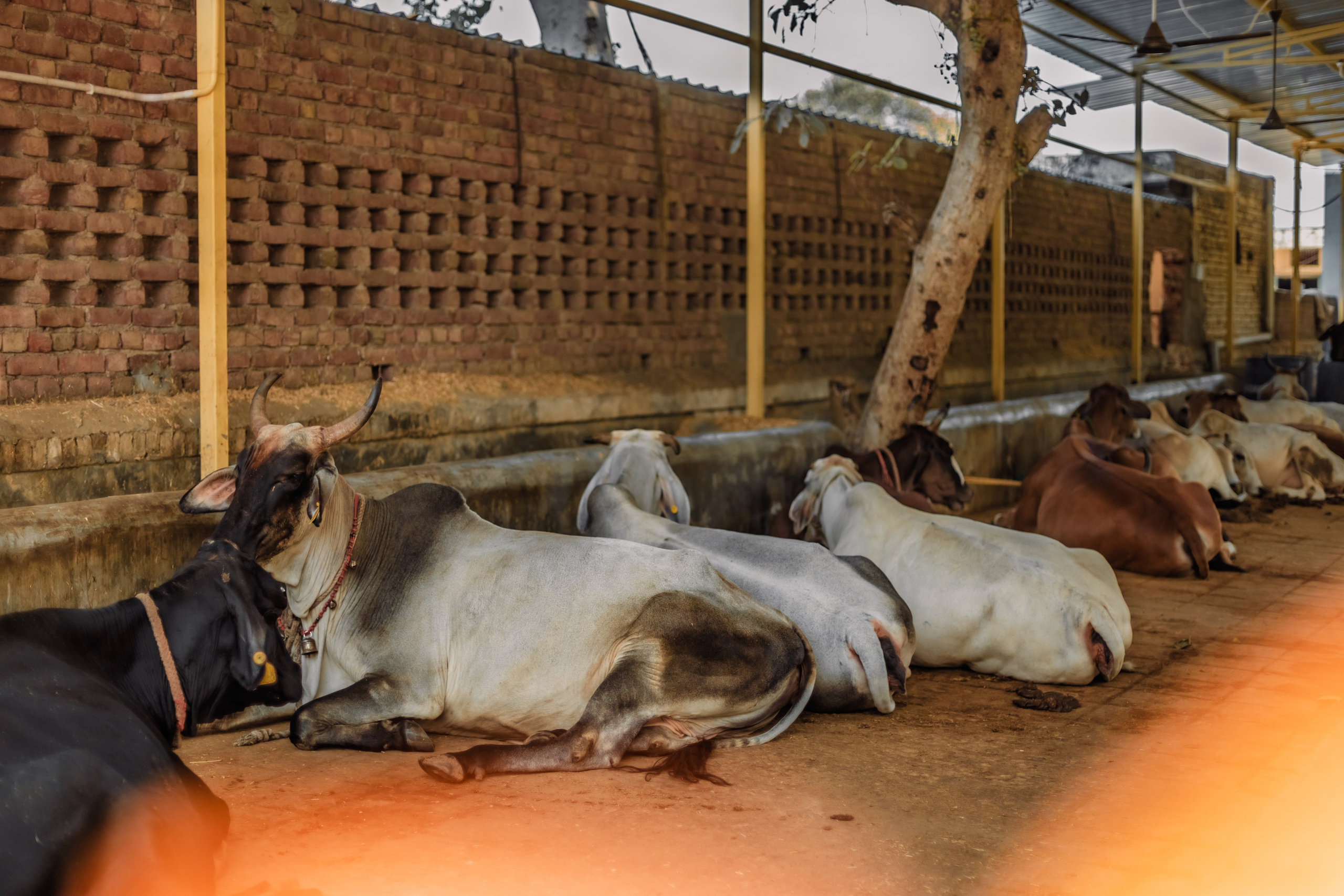 Devraha baba ji ashram life 2025. Mariam Bagdasaryan