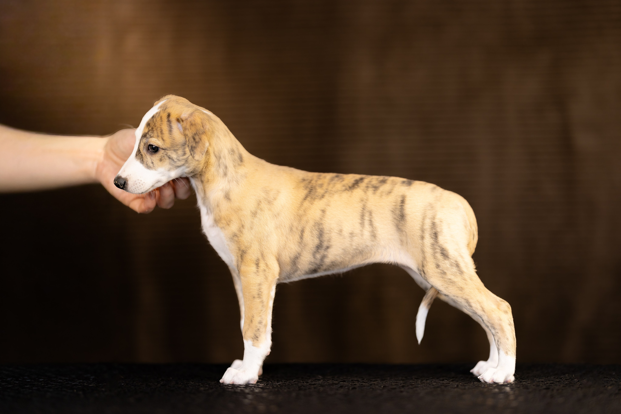 Уиппет. Фотограф и видеограф анималист Аганина Дарья