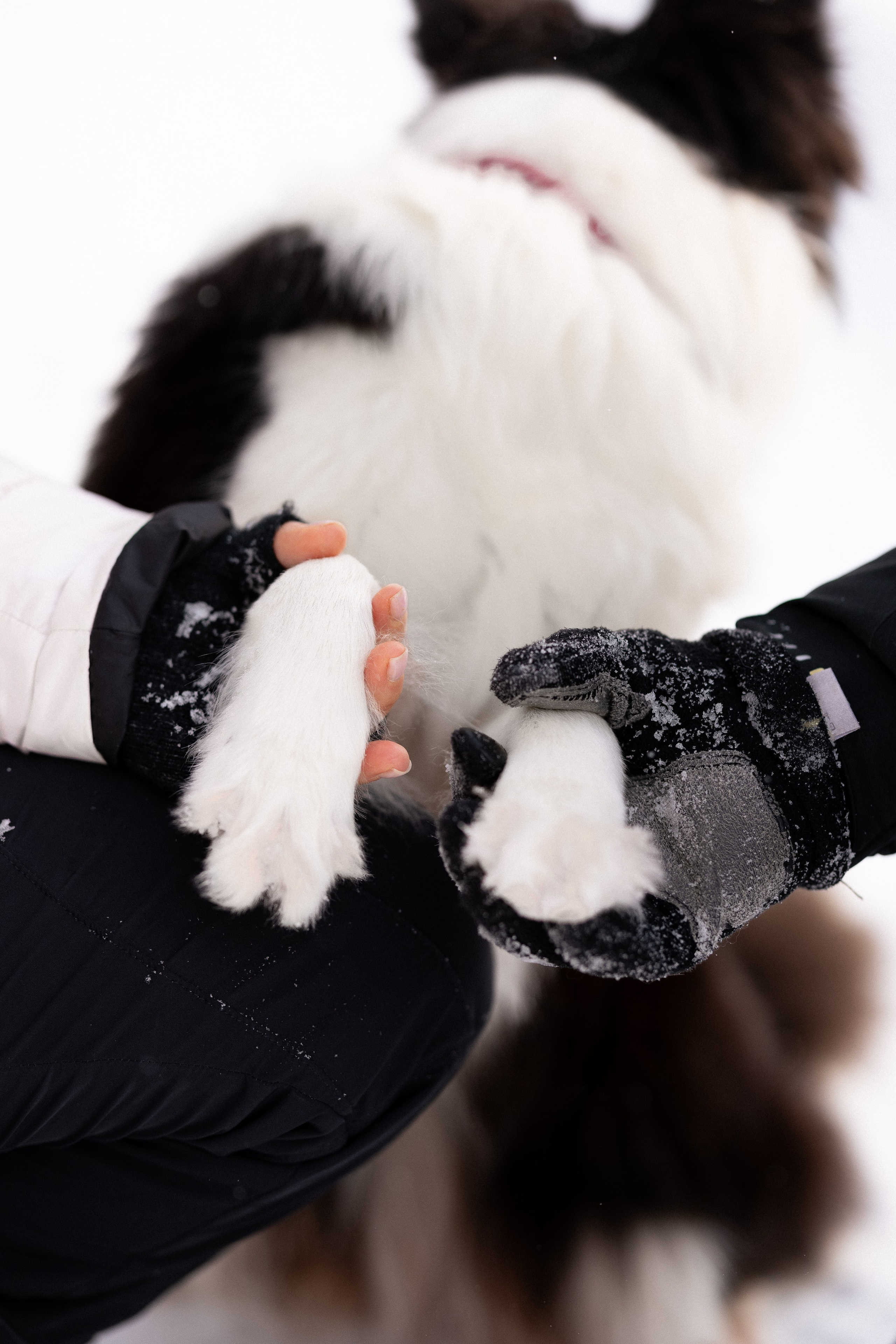 Лилия, Алексей и Ариана. Фотограф и видеограф анималист Аганина Дарья