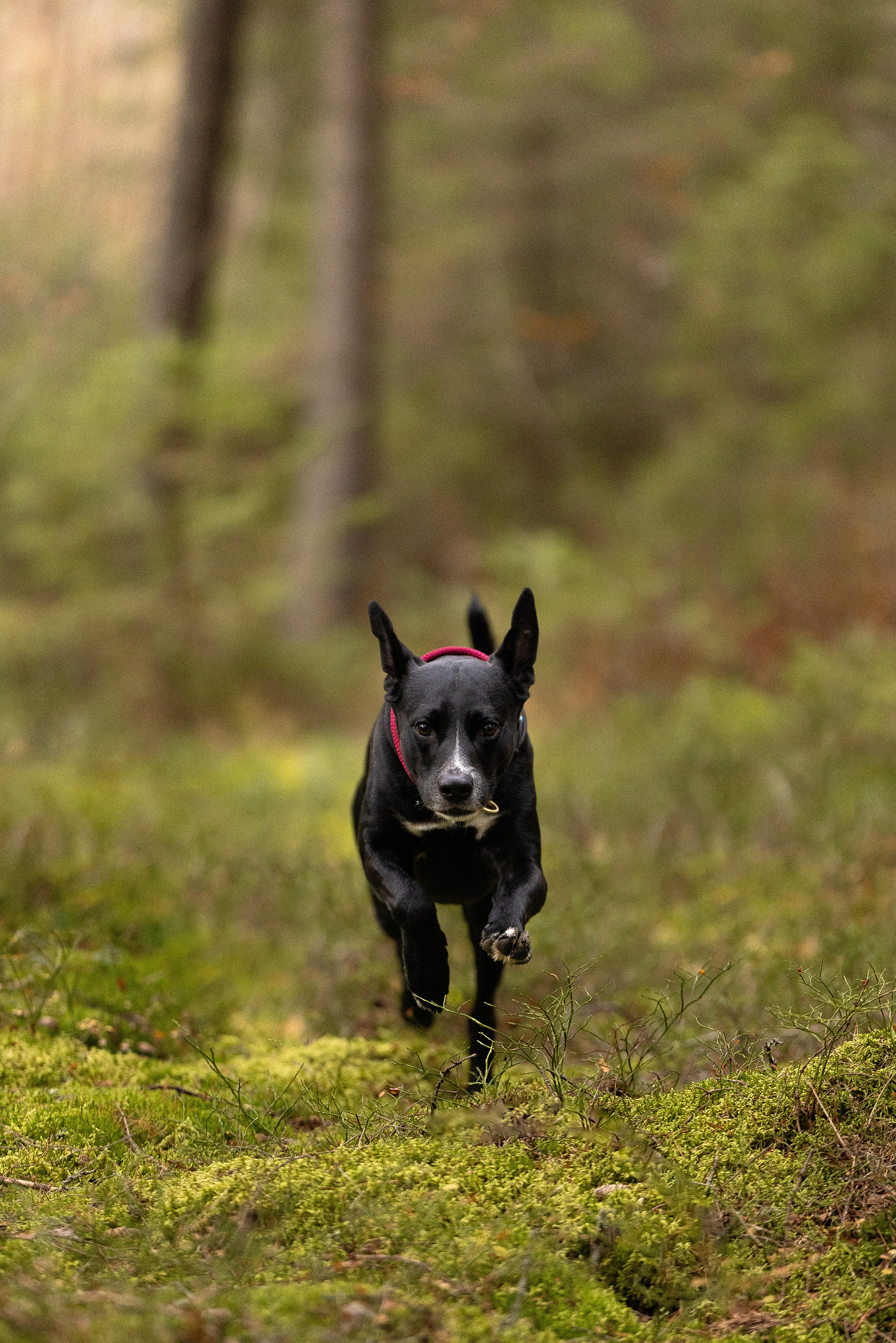 Karelia. Фотограф и видеограф анималист Аганина Дарья