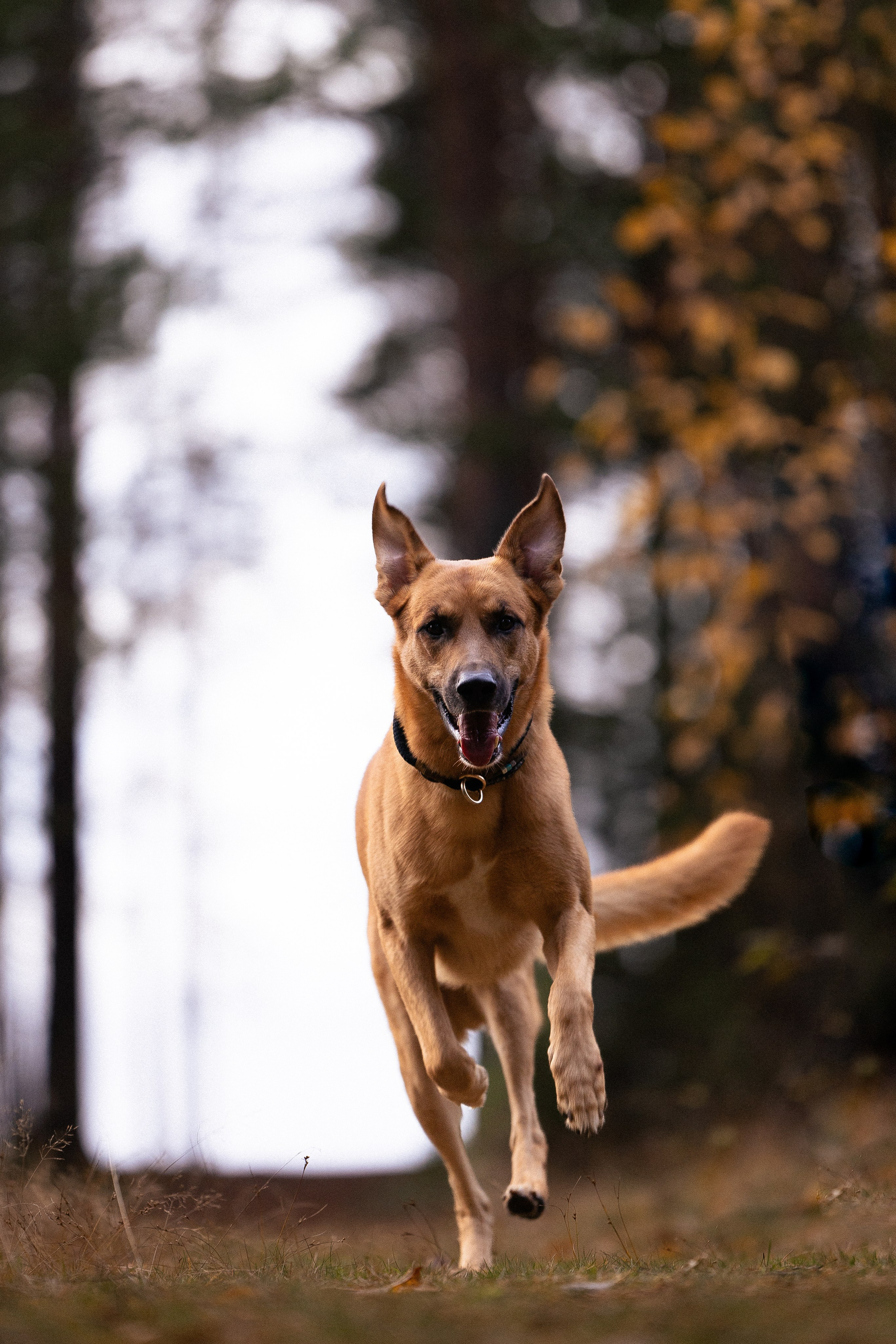 Karelia. Фотограф и видеограф анималист Аганина Дарья