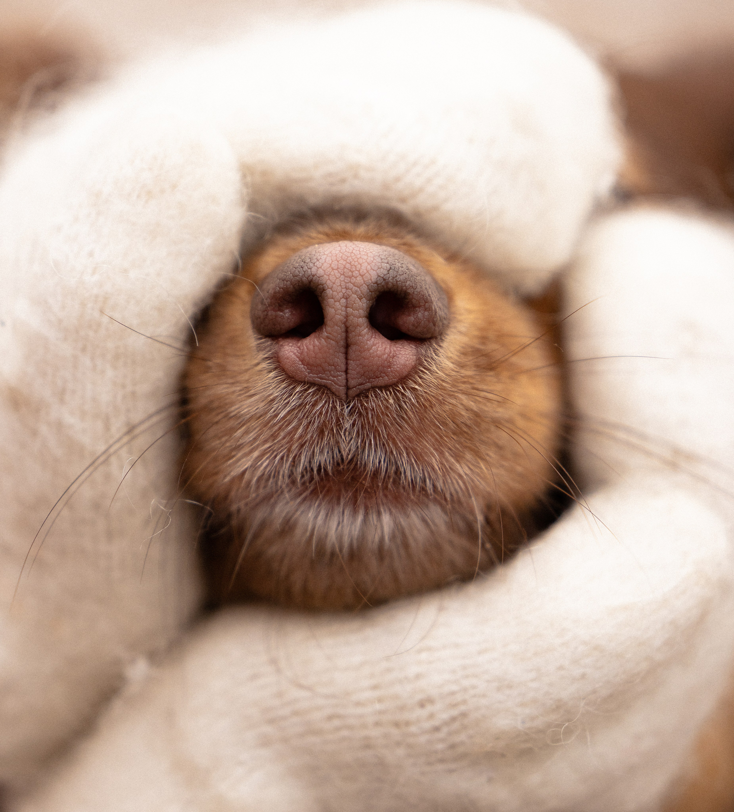 Катя и Мёд. Фотограф и видеограф анималист Аганина Дарья