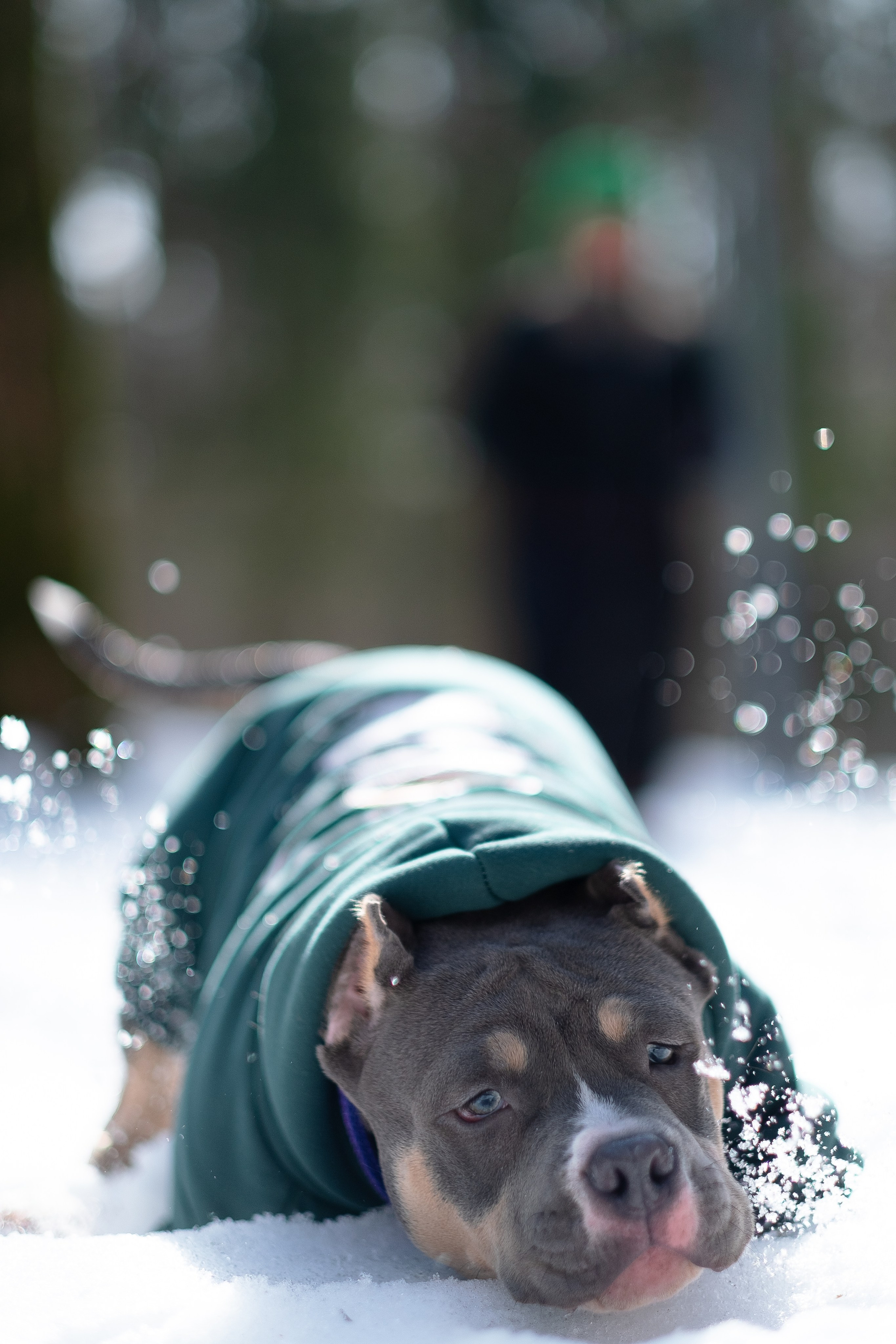 Валерия и Наган. Фотограф и видеограф анималист Аганина Дарья