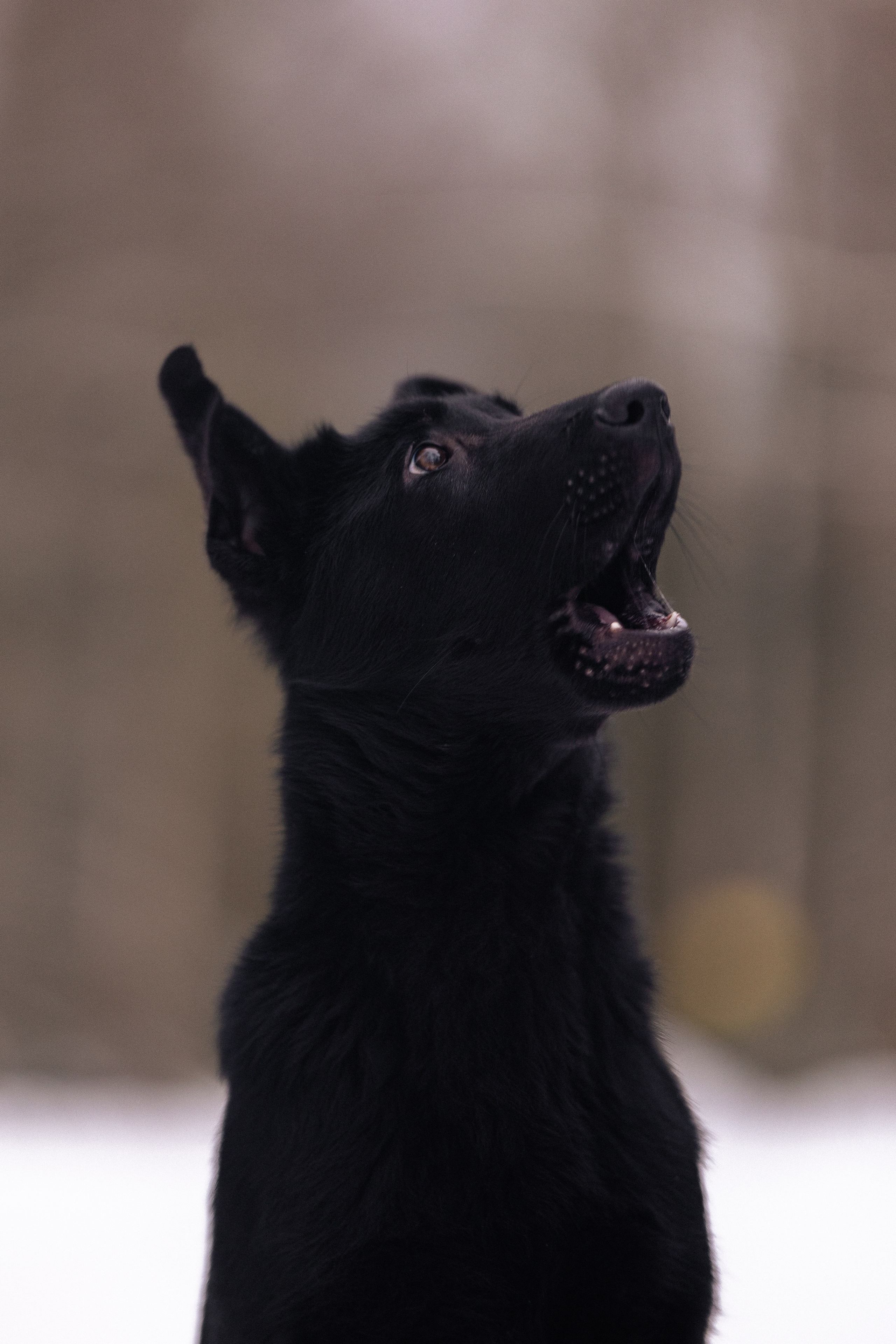 Немецкая овчарка. Фотограф и видеограф анималист Аганина Дарья