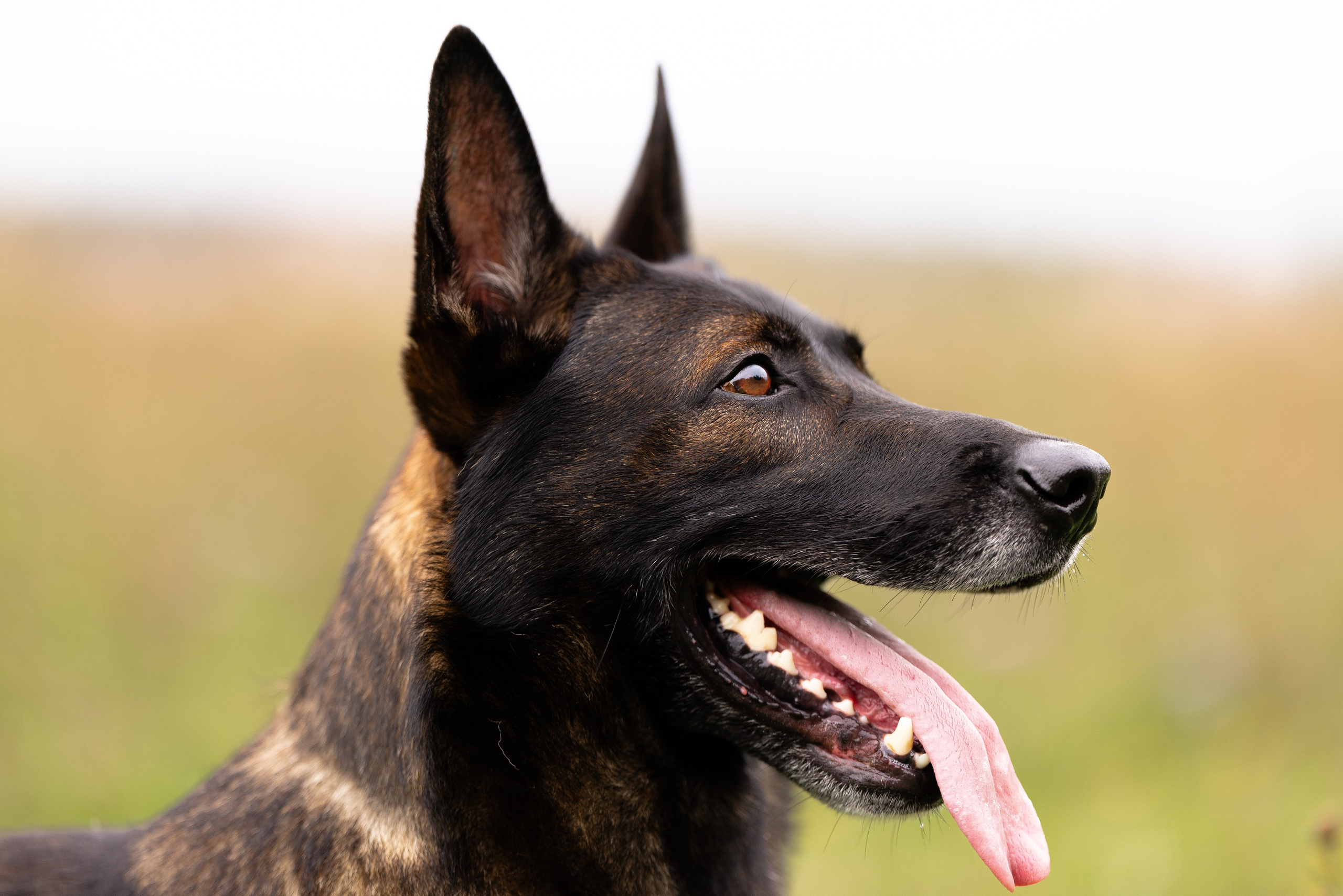 Макс. Фотограф и видеограф анималист Аганина Дарья