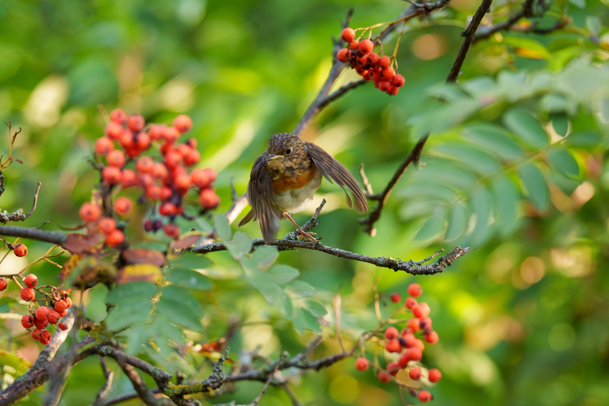 Удивительные мир птиц. Вокруг нас столько прекрасного — присмотритесь!. Ваш личный фотограф Марина Волкова