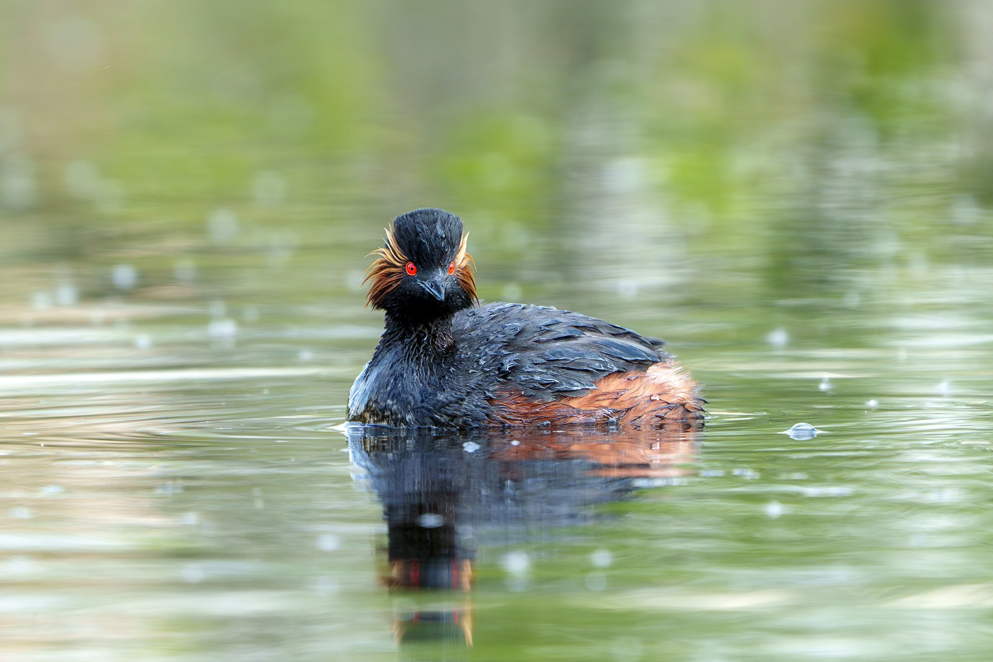 Удивительные мир птиц. Вокруг нас столько прекрасного — присмотритесь!. Ваш личный фотограф Марина Волкова