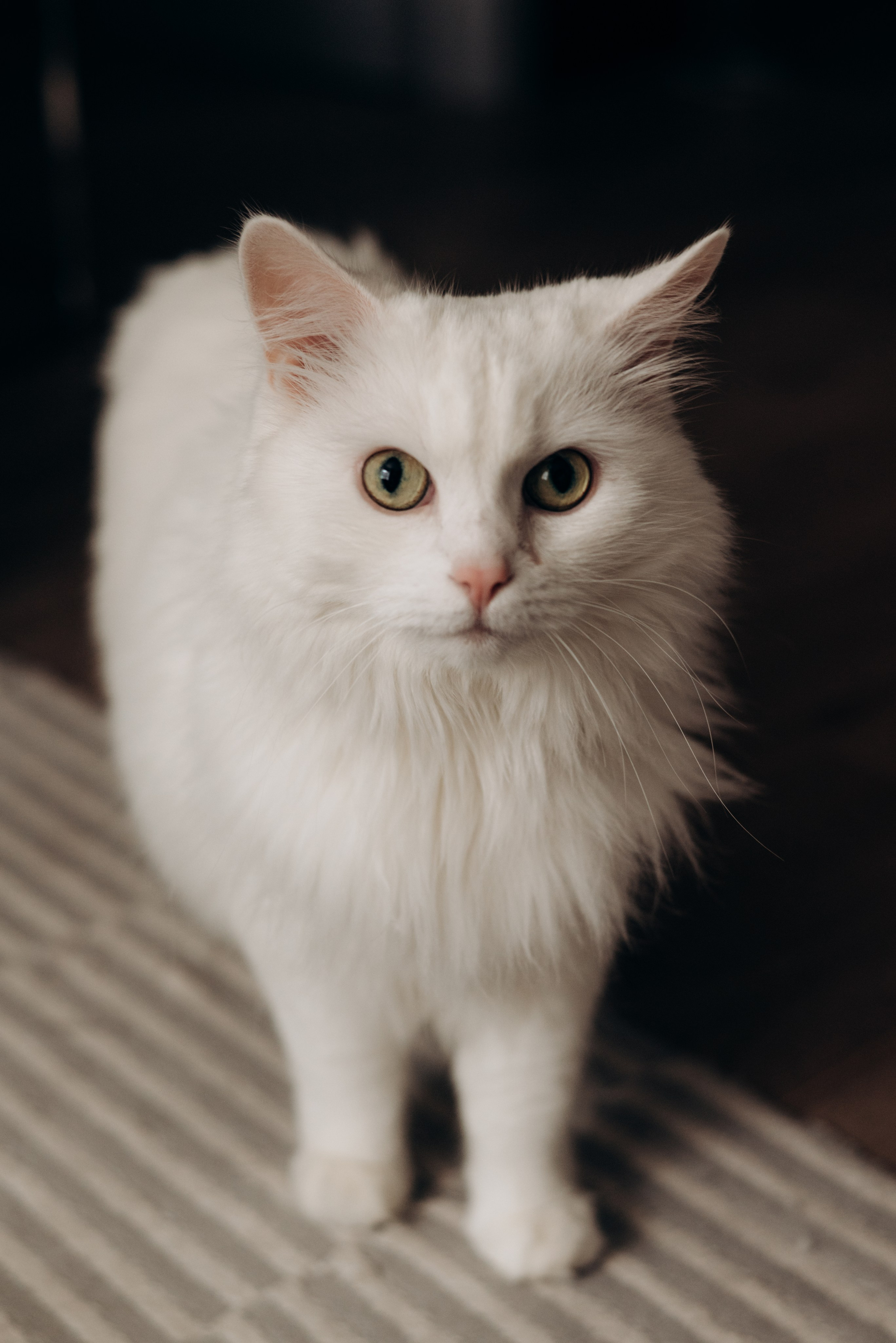 Елена + Александр + Аня. Фотограф в Санкт-Петербурге Пономарева Юлия