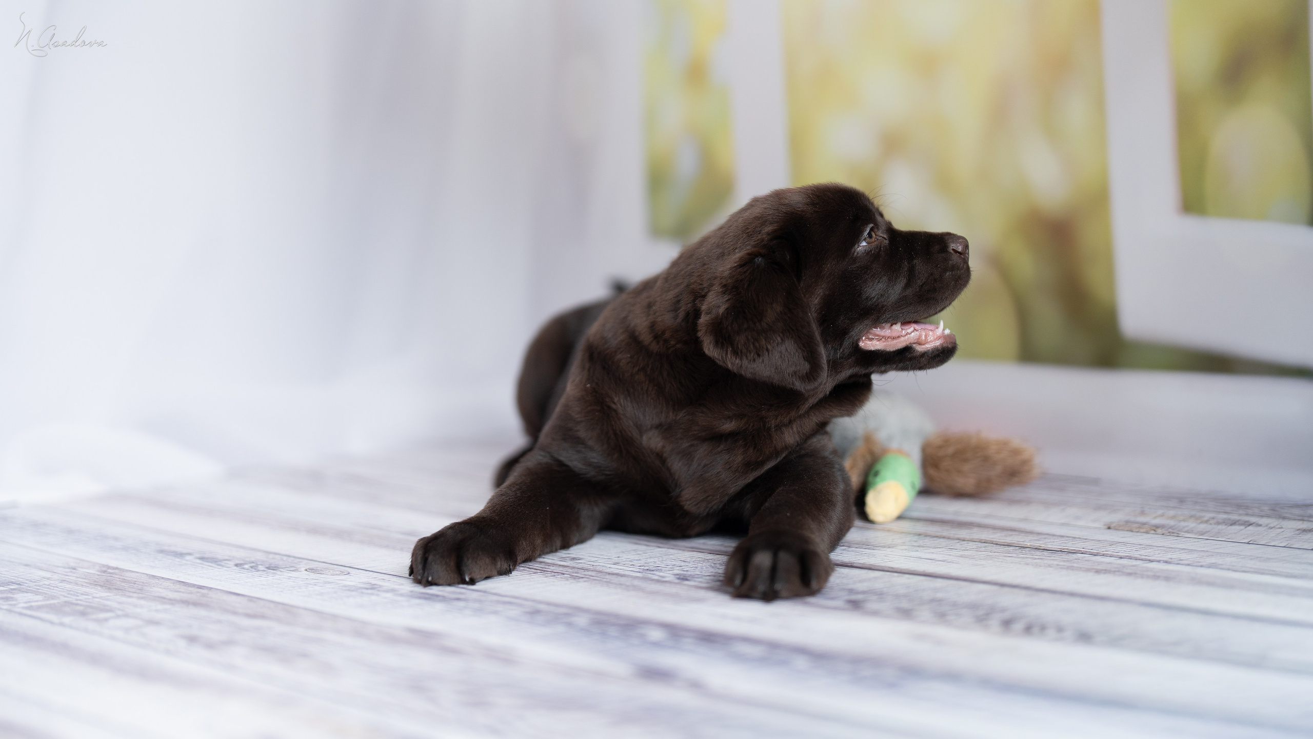 Лабрадор Тейла 2мес. Фотограф-анималист Асадова