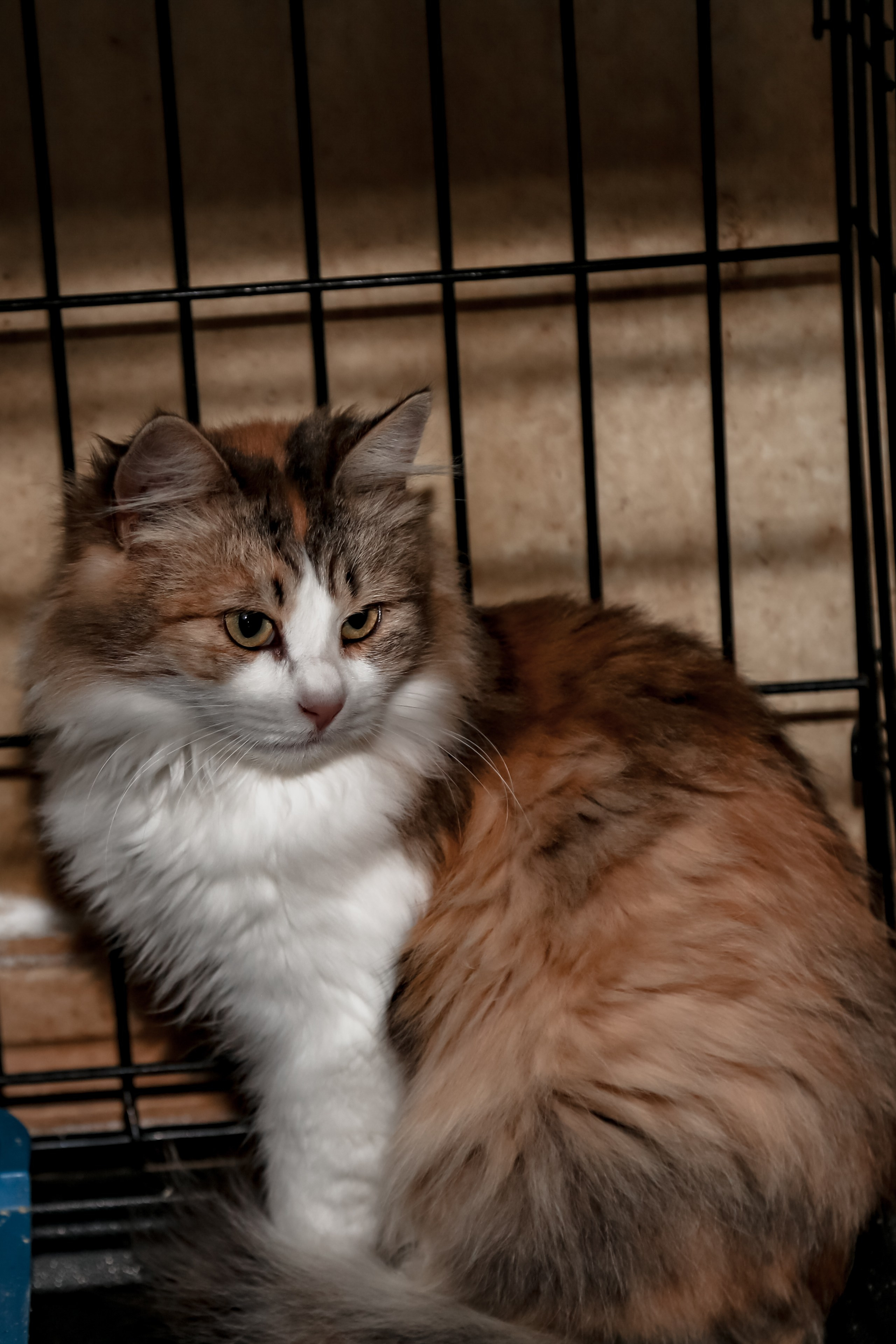 Приют Кошкин Дом Филимоша. Ваш фотограф в Оренбурге Рощупкина Екатерина