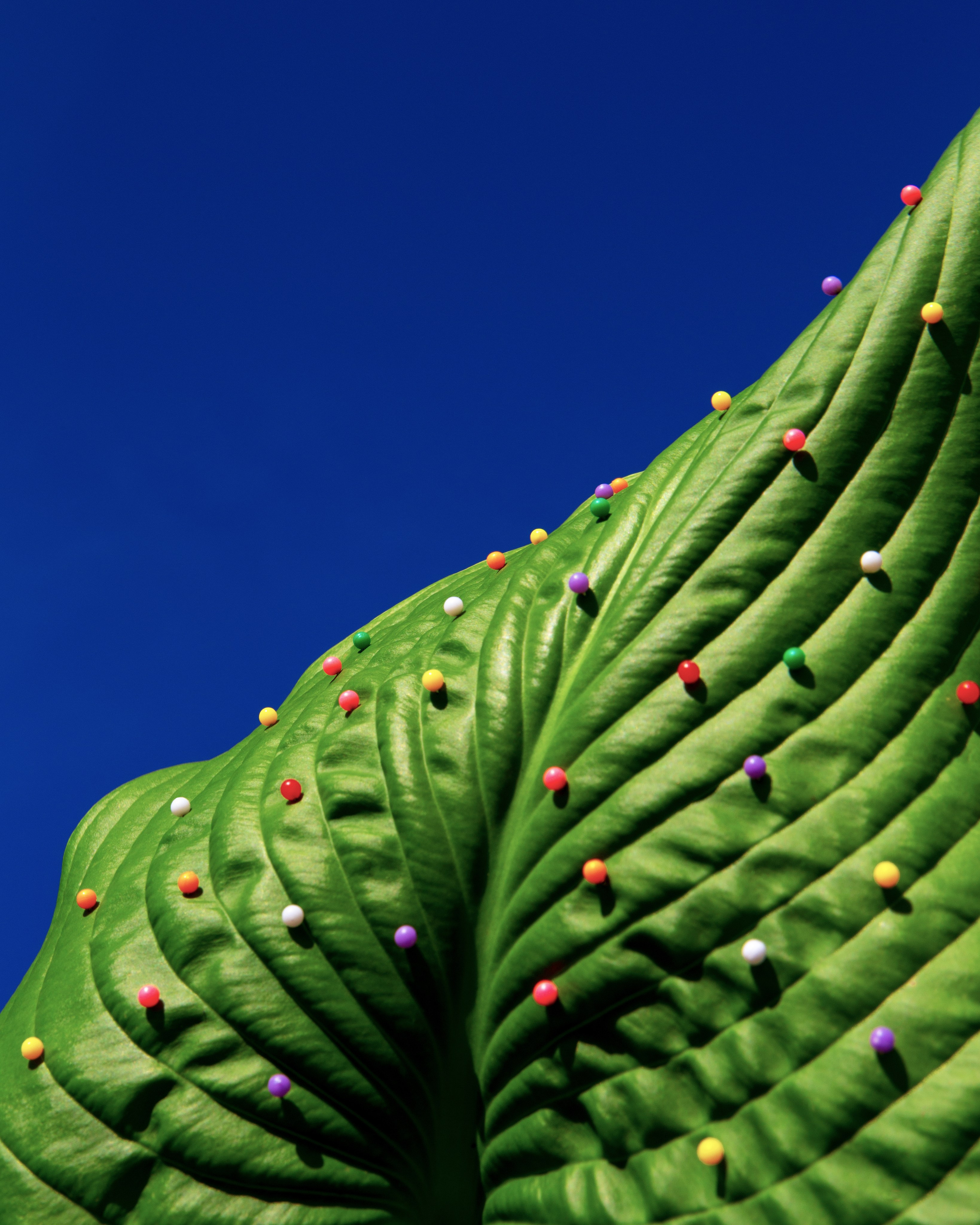 Условная ботаника. Фотографии Саши Любина