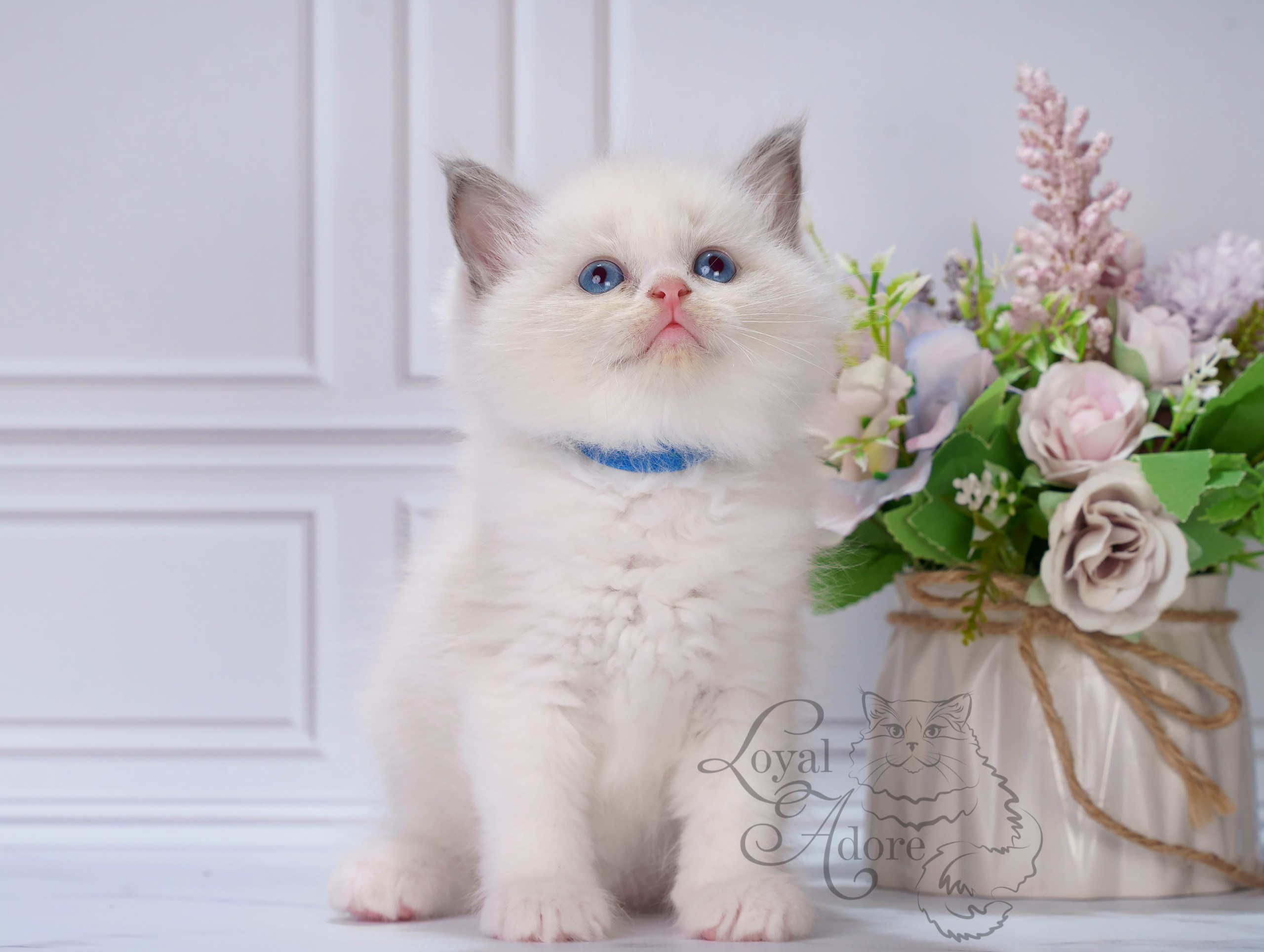 Котята рэгдолл от Loyal Adore. Питомник рэгдолл Loyal Adore