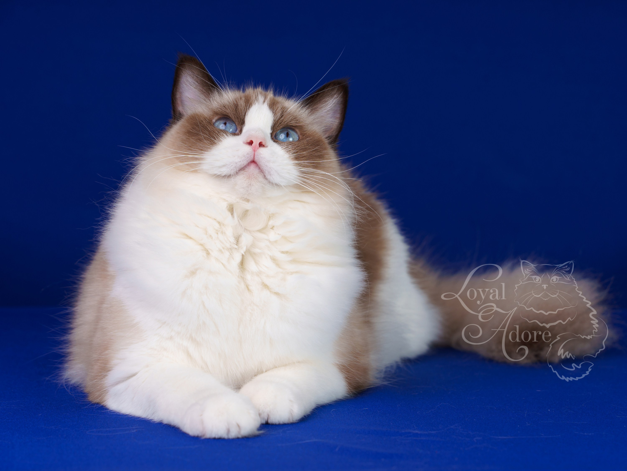 Кошки производители Loyal Adore. Питомник рэгдолл Loyal Adore