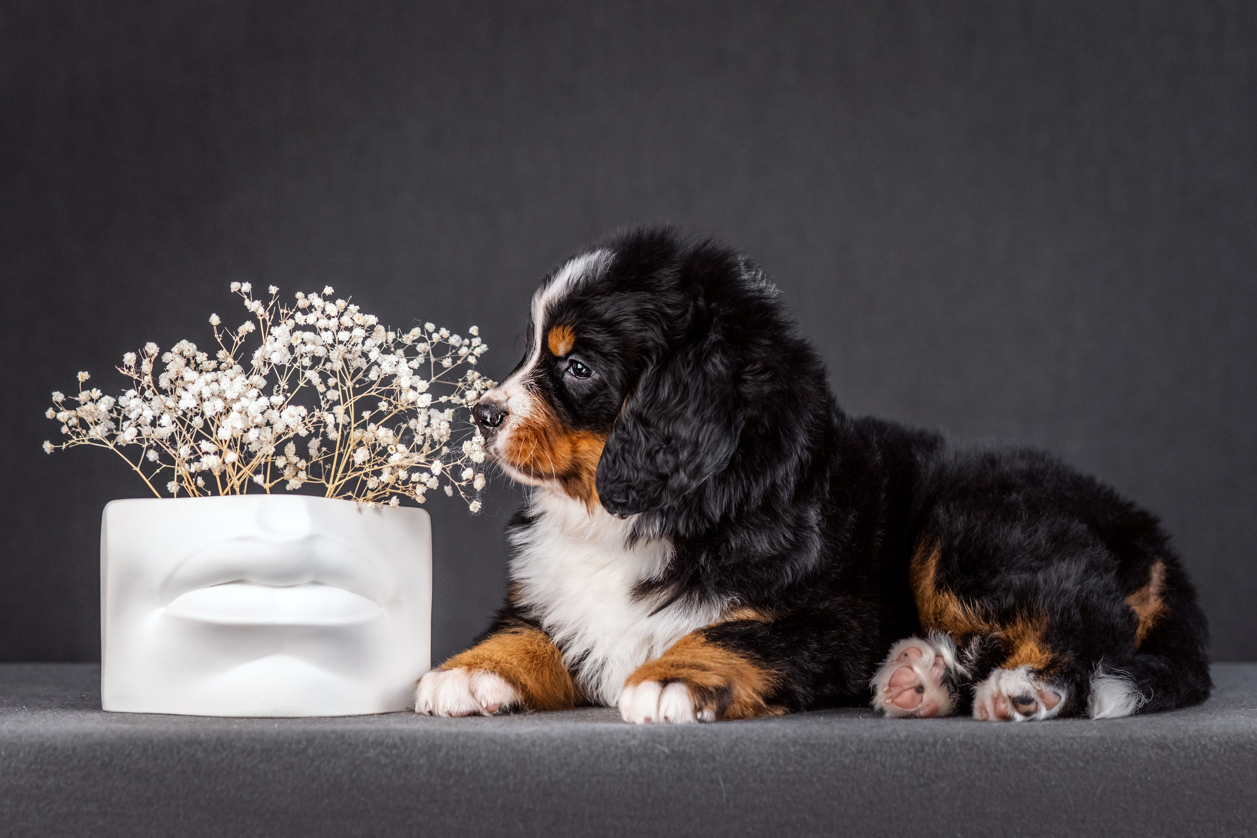Берны. Фотограф анималист Аня Ливанова | Рыбинск