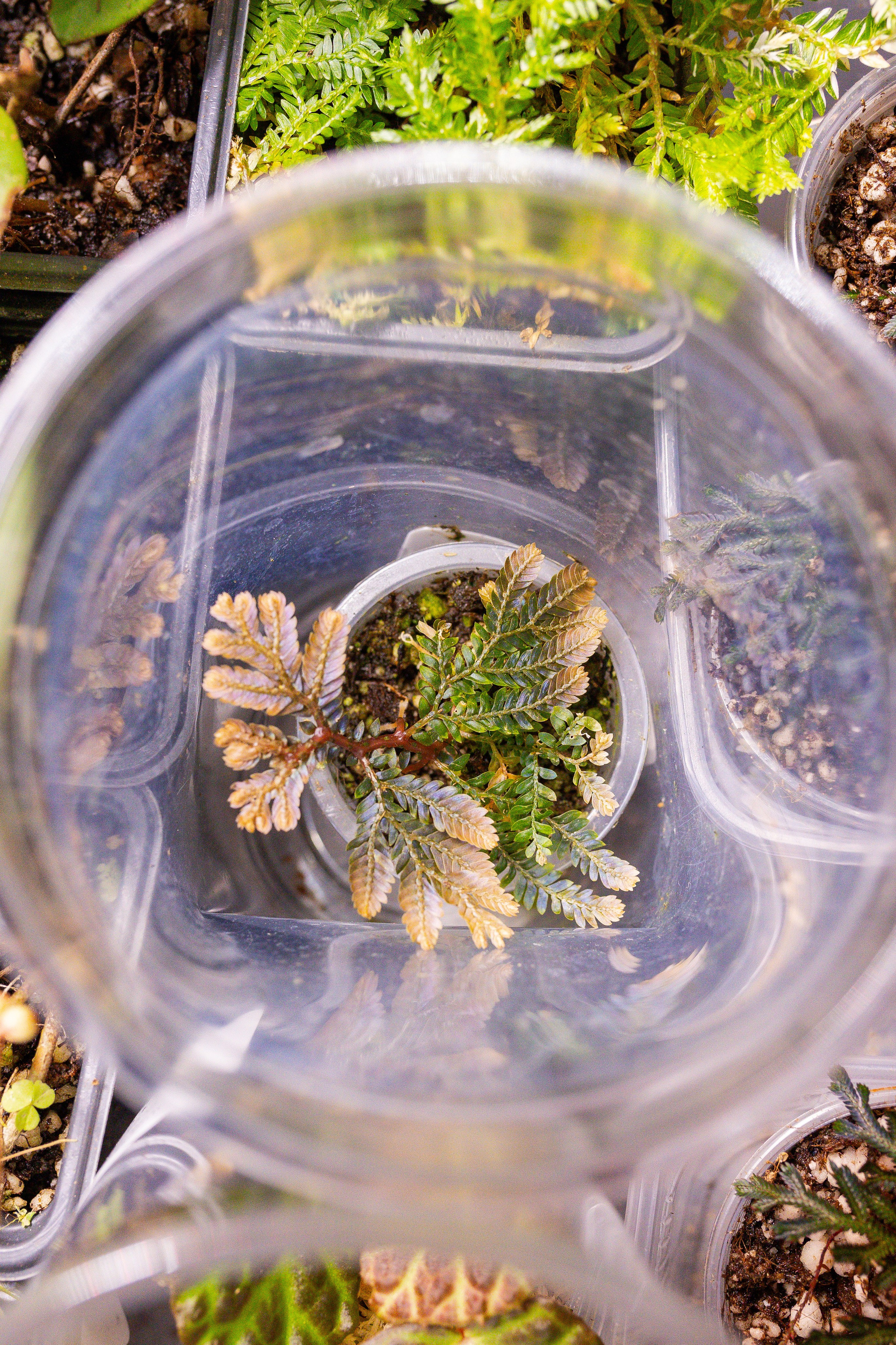 Монстериум 11–12 октября. Александра Куликова фотограф, Москва