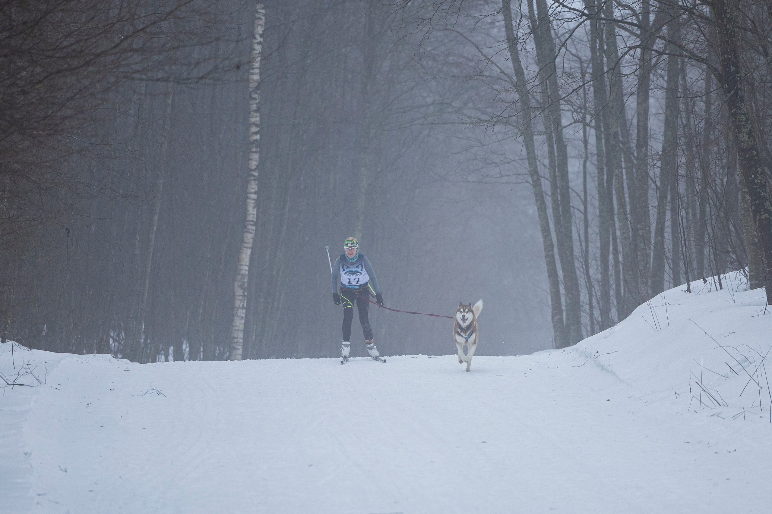 Зимний Чемпионат Санкт-Петербурга по ездовому спорту. Фотограф-анималист Анна Маринич